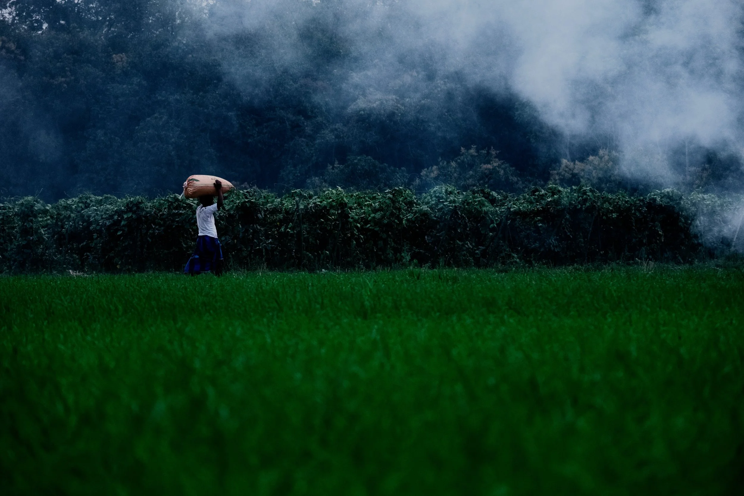 A person working in a lush green field with a forest in the background and fog or smoke in the air.