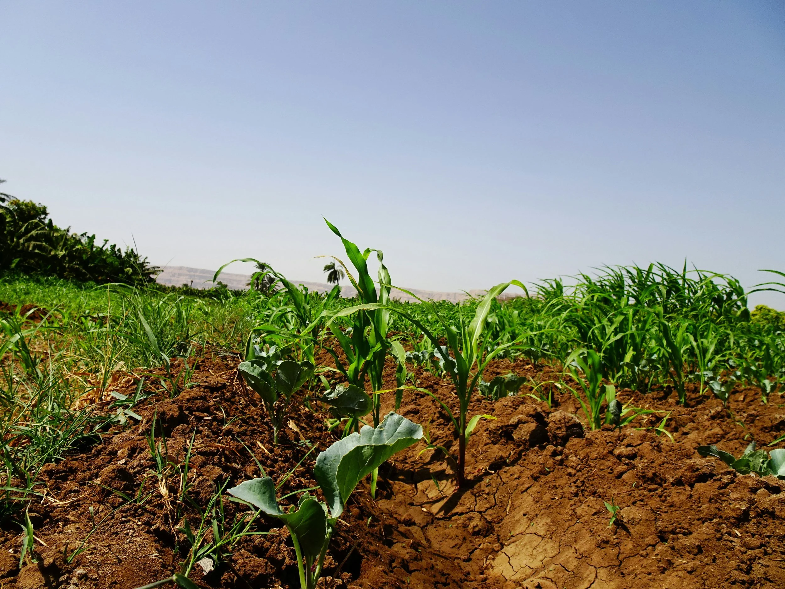 A field of young green corn and other plants growing in brown soil under a clear blue sky.