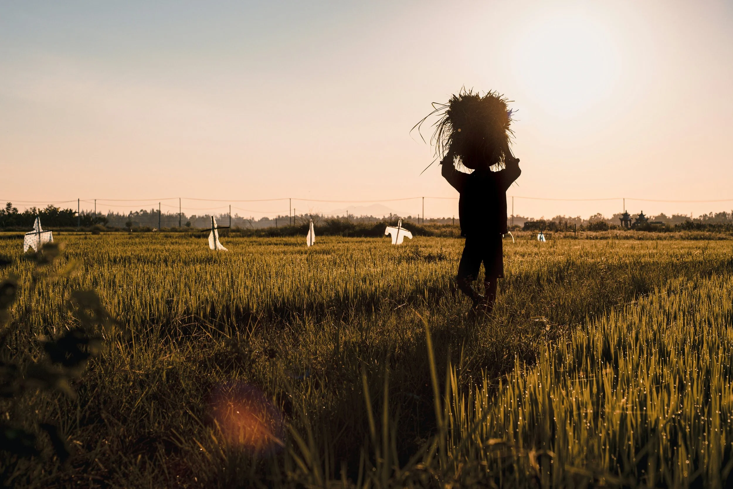 A person carrying a bundle on their head walks through a rice field at sunset.