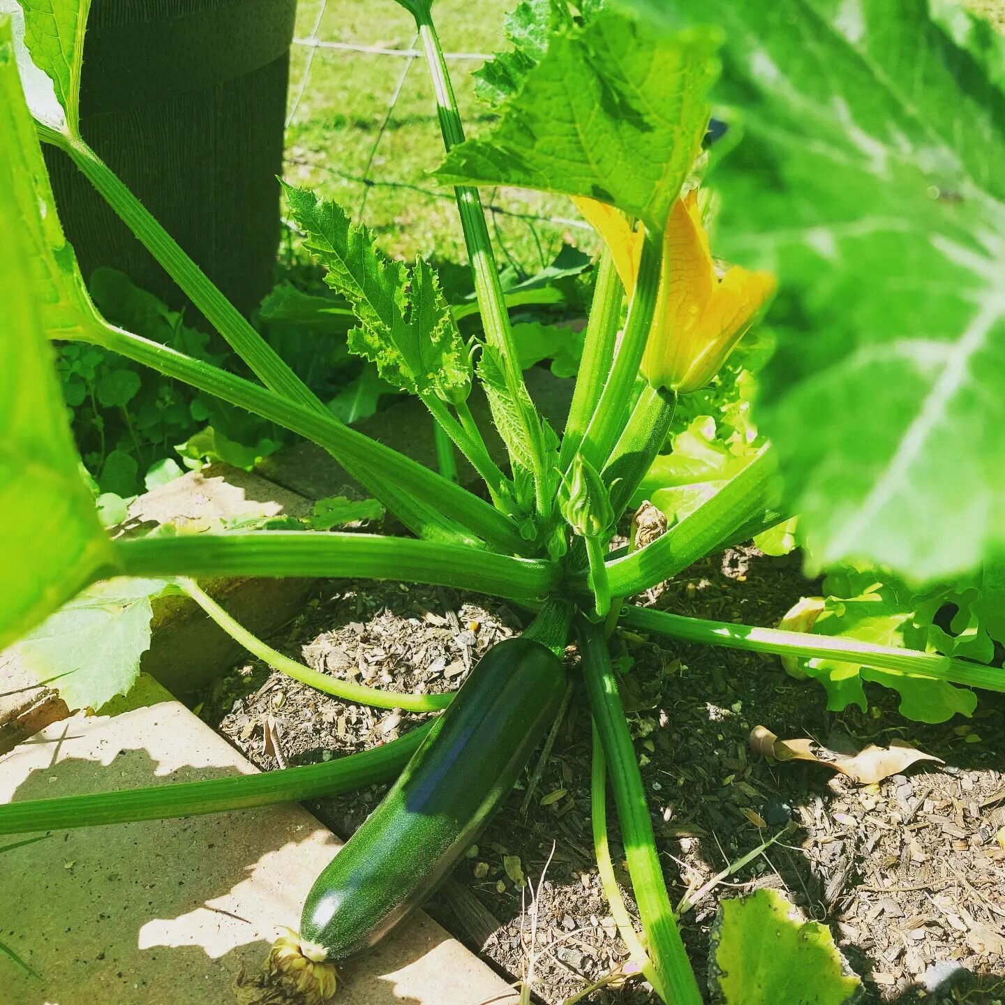 So exciting to see some zucchinis growing in the garden. All of the kids hard work is paying off!! Look forward to being able to pick and enjoy this soon.

At CCALFA we feel like passing on the life skill of growing fruit and vegetables is so invalua