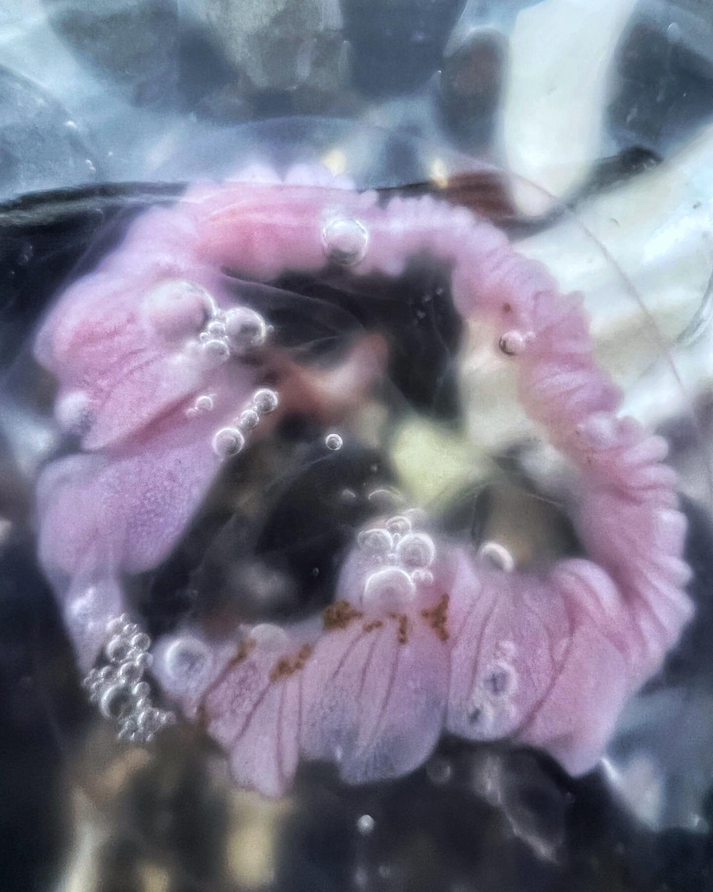 Jellyfish Obsession 🤍

#iceland #mothernature #jellyfishart #patternart #photographylovers #photography #contemporaryphotography #naturephotography #naturelovers #wildlifeartwork