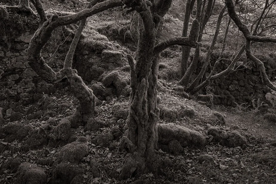 2025 10 Forest Friends.jpg