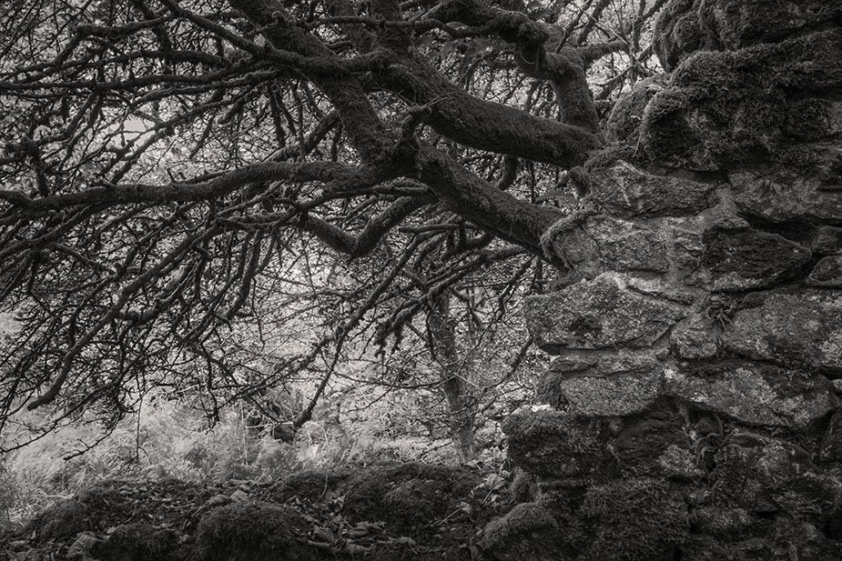 2025 10 Reaching Trees.jpg