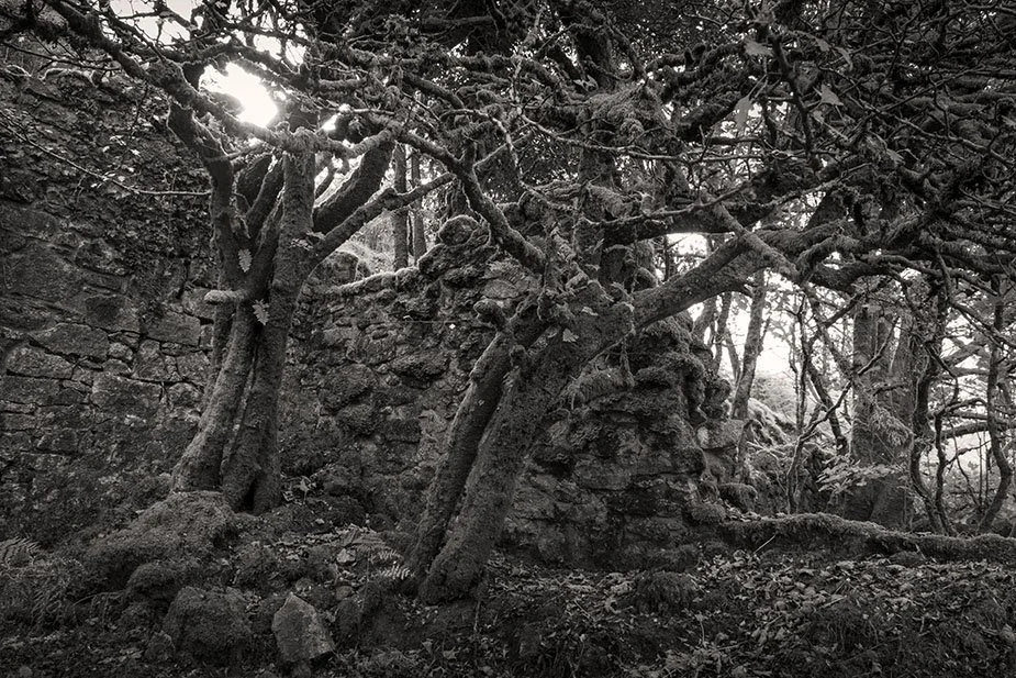 2025 10 Dancing Trees.jpg