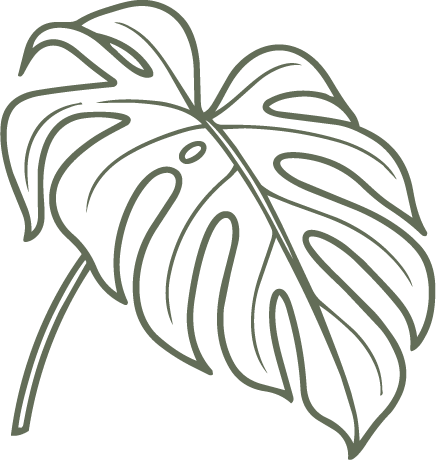 Green line-art monstera leaf illustration
