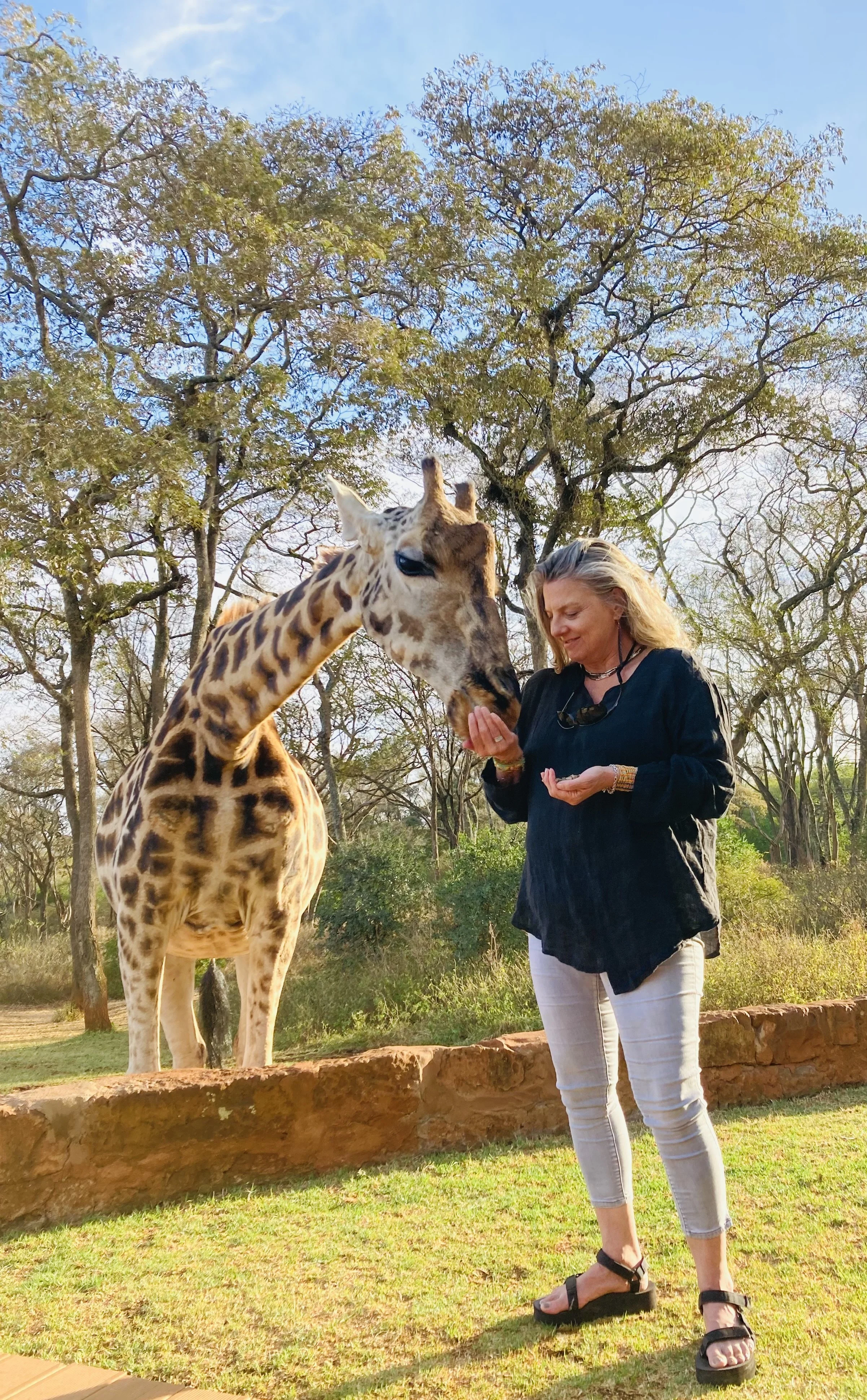 A woman in black top and white pants is feeding a giraffe. The giraffe is reaching down to the woman's hand in a grassy area with trees and a clear blue sky in the background.