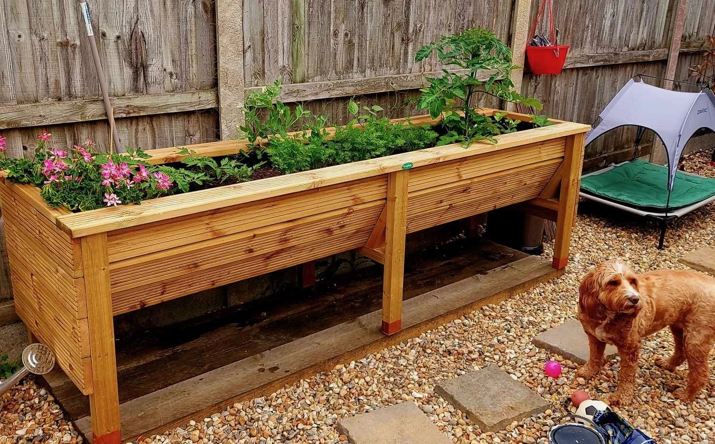 A wooden garden bed with blooming pink and green plants on a gravel patio, with a brown dog, colorful balls, a small play tent, and garden tools nearby, all enclosed by a wooden fence.