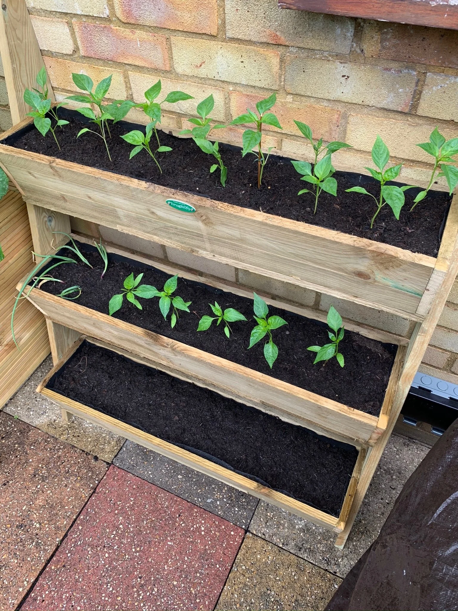 A wooden tiered garden planter containing young green plants, positioned against a brick wall, with a mix of paving stones on the ground.