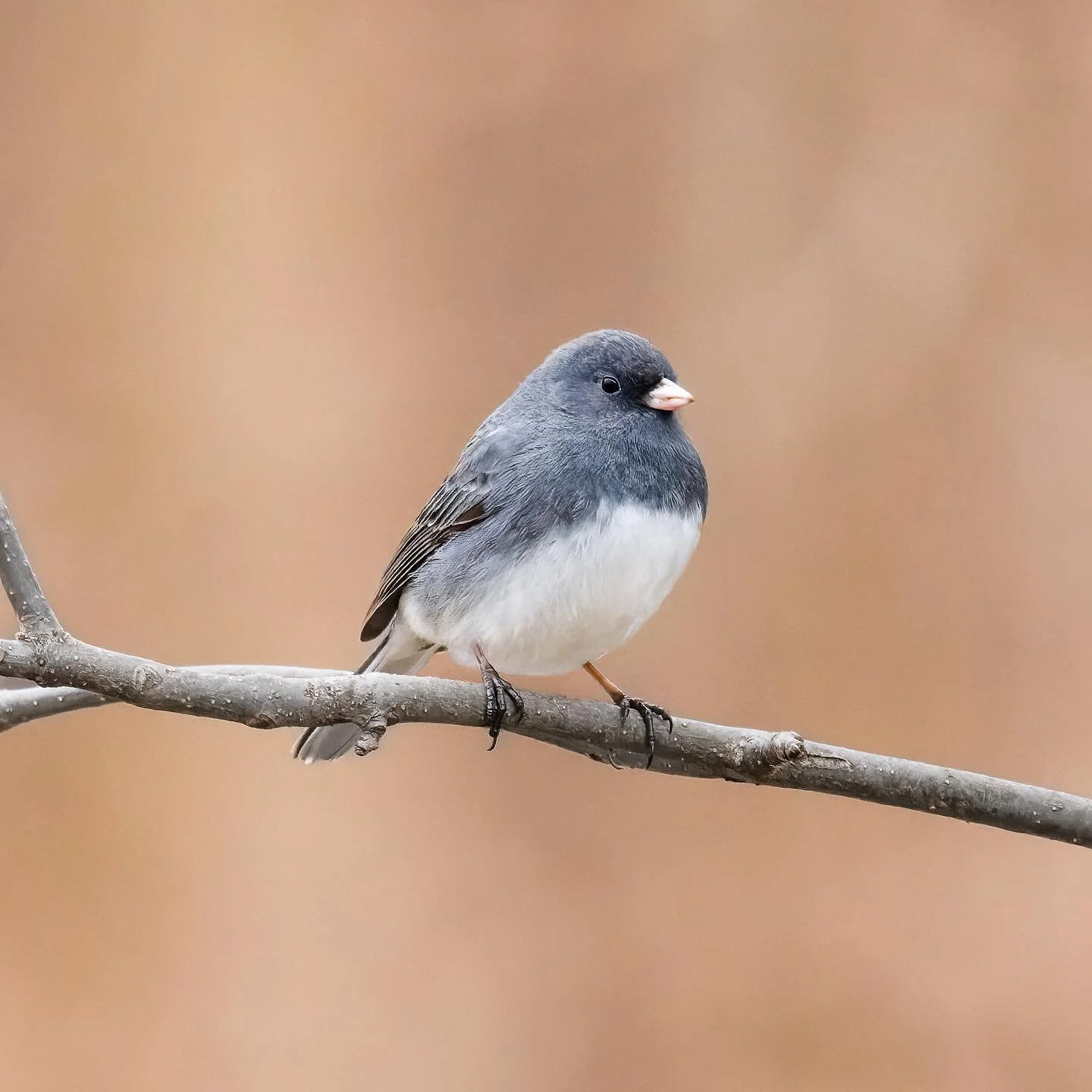 Happy Easter #junco #darkeyedjunco
.
.
.
.
.
#wildbirdsofinstagram #birdeye #bestbirdphotos #ig_discover_birdlife #natureoninstagram #birdphotographers #wildlife_conservation_official #birdwatching_wildlife #birdwatchingdaily #birdshot #thewild #thew