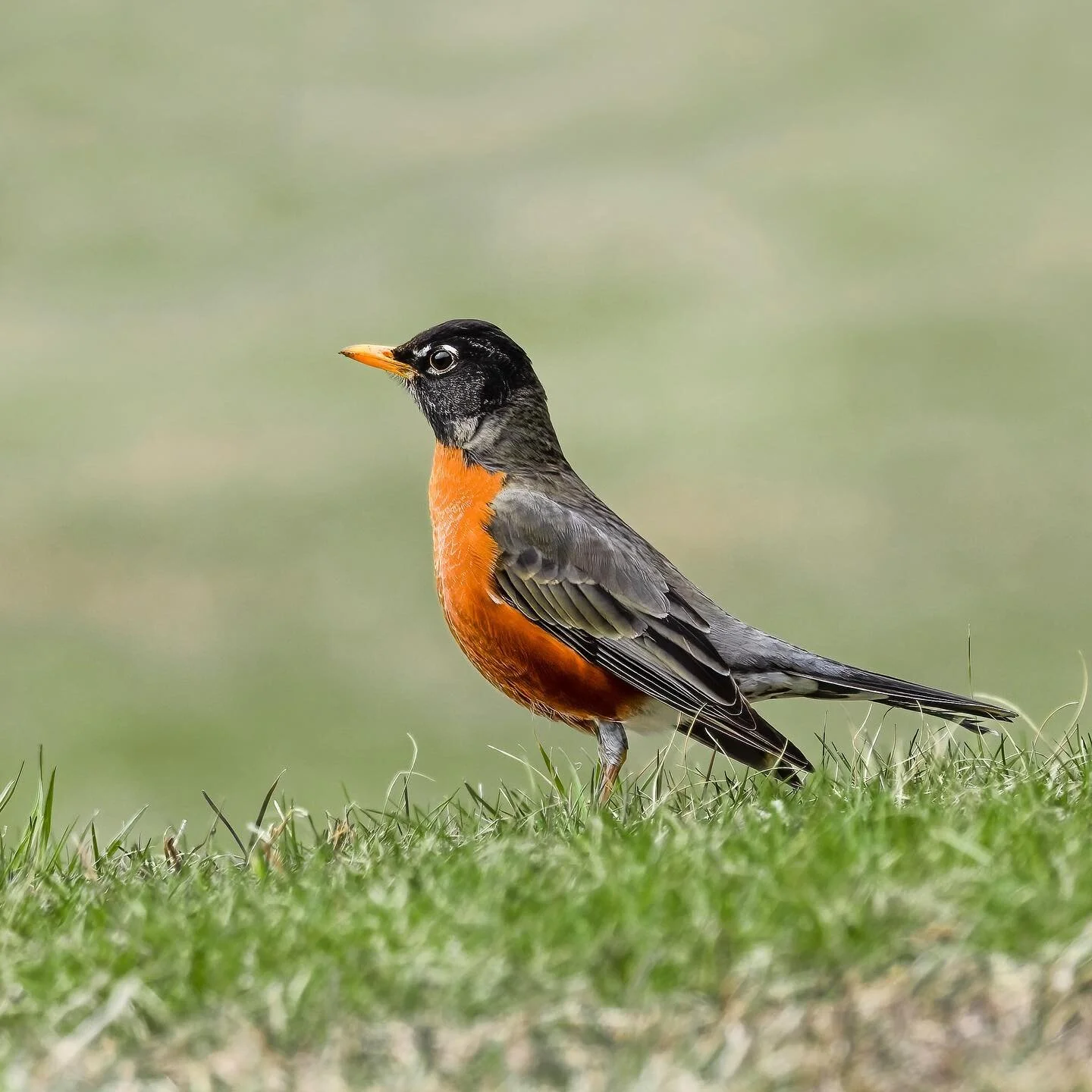 On todays edition of backyard birds&hellip; #robin #americanrobin

.
.
.
.
.
#wildbirdsofinstagram #birdeye #bestbirdphotos #ig_discover_birdlife #natureoninstagram #birdphotographers #wildlife_conservation_official #birdwatching_wildlife #birdwatchi