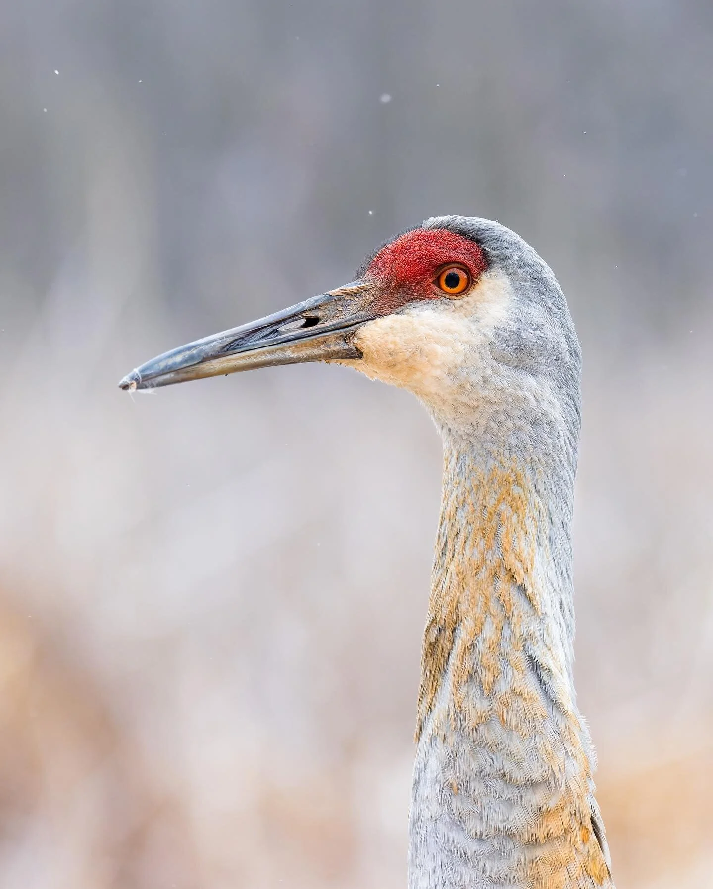 Strong prehistoric vibes #sandhillcrane
.
.
.
.
.
#wildbirdsofinstagram #birdeye #bestbirdphotos #ig_discover_birdlife #natureoninstagram #birdphotographers #wildlife_conservation_official #birdwatching_wildlife #birdwatchingdaily #birdshot #thewild 