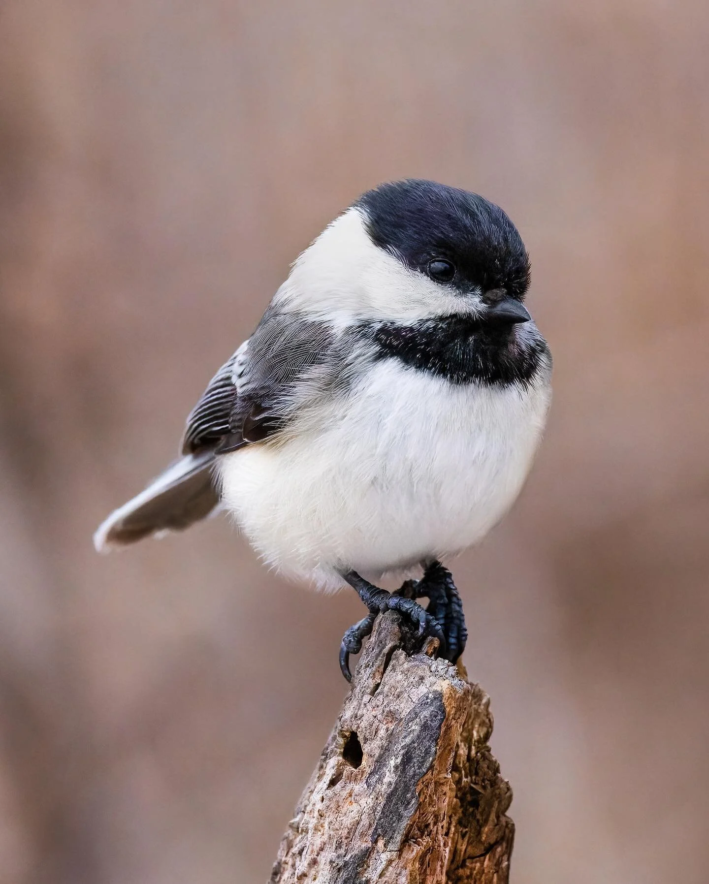 These guys are absolute warriors #chickadee #blackcappedchickadee
.
.
.
.
.
.
#wildbirdsofinstagram #birdeye #bestbirdphotos #ig_discover_birdlife #natureoninstagram #birdphotographers #wildlife_conservation_official #birdwatching_wildlife #birdwatch