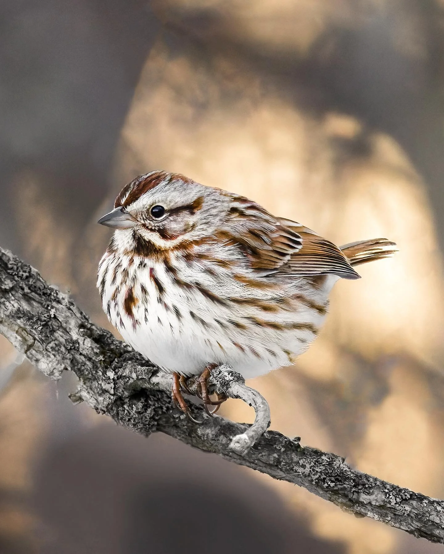 Fluff ball
.
.
.
.
.
#songsparrow #600mmf4 #puremichigan 
#birds #birdphotography #r5 #best_birds_of_world #your_best_birds #nuts_about_birds #your_best_birds #birdsonearth #featherperfection