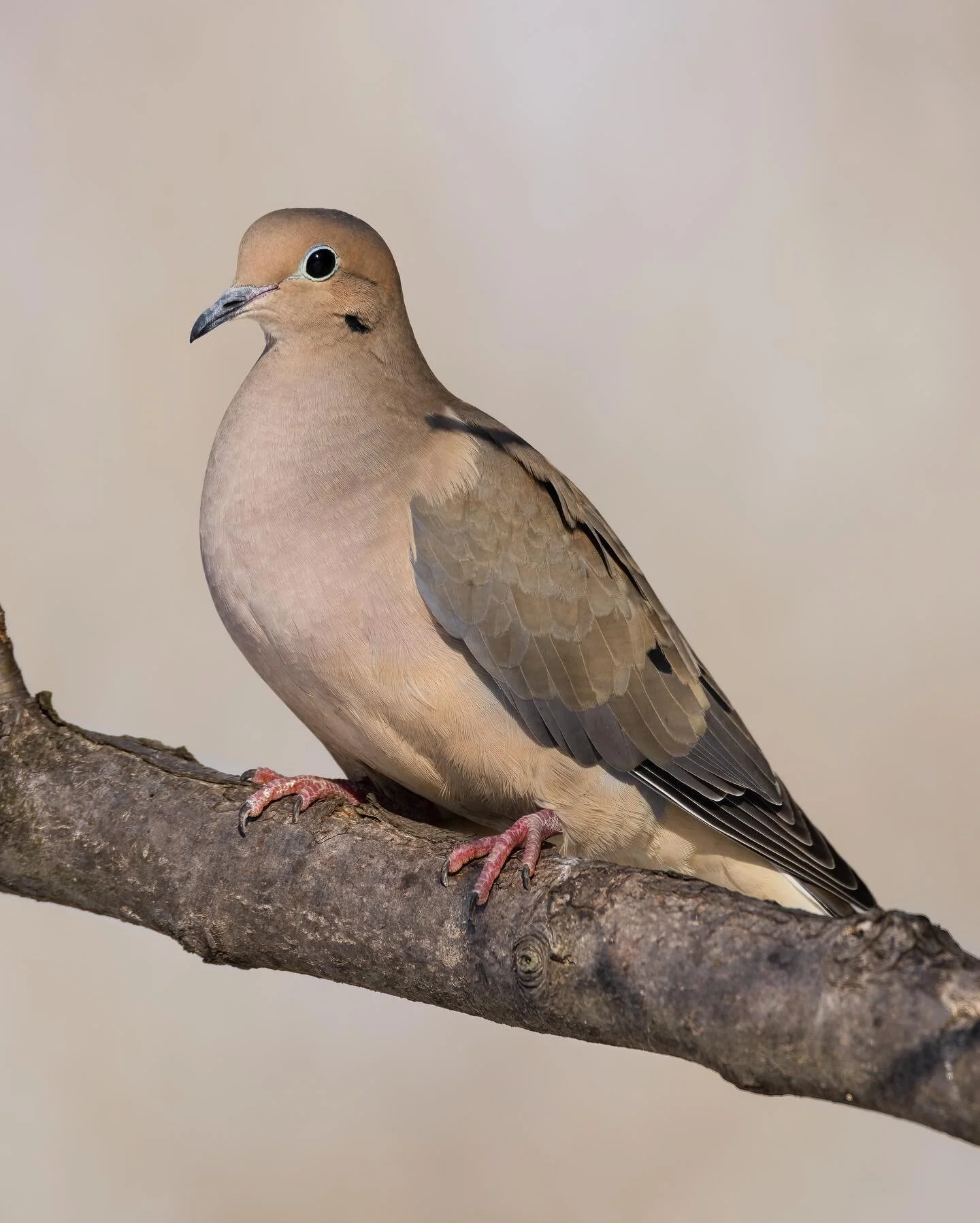 Some bold blue eyeliner on this Mourning Dove
.
.
.
.
.
#600mmf4 #puremichigan 
#birds #birdphotography #r5 #best_birds_of_world #your_best_birds #nuts_about_birds #your_best_birds #birdsonearth #featherperfection