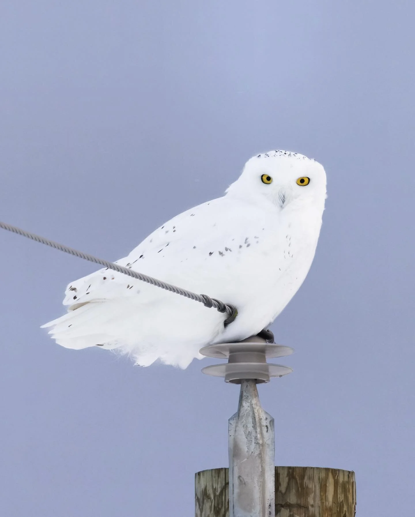 Name a better love story than snowies and telephone poles
.
.
.
.
.
.
#snowyowl #snowies #600mmf4 #puremichigan 
#birds #birdphotography #r5 #best_birds_of_world #your_best_birds #nuts_about_birds #your_best_birds #birdsonearth #featherperfection