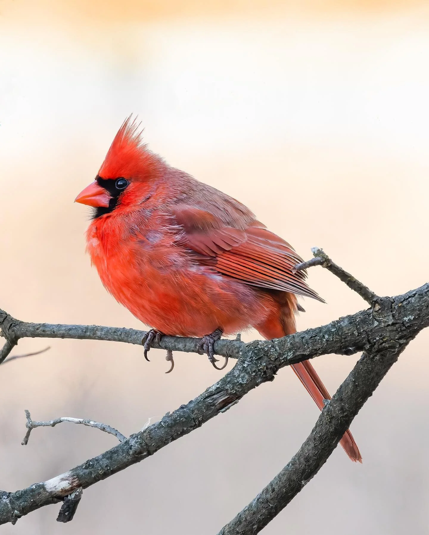 A family favorite
.
.
.
.
.
.
 #cardinal #600mmf4 #puremichigan 
#birds #birdphotography #r5 #best_birds_of_world #your_best_birds #nuts_about_birds #your_best_birds #birdsonearth #featherperfection