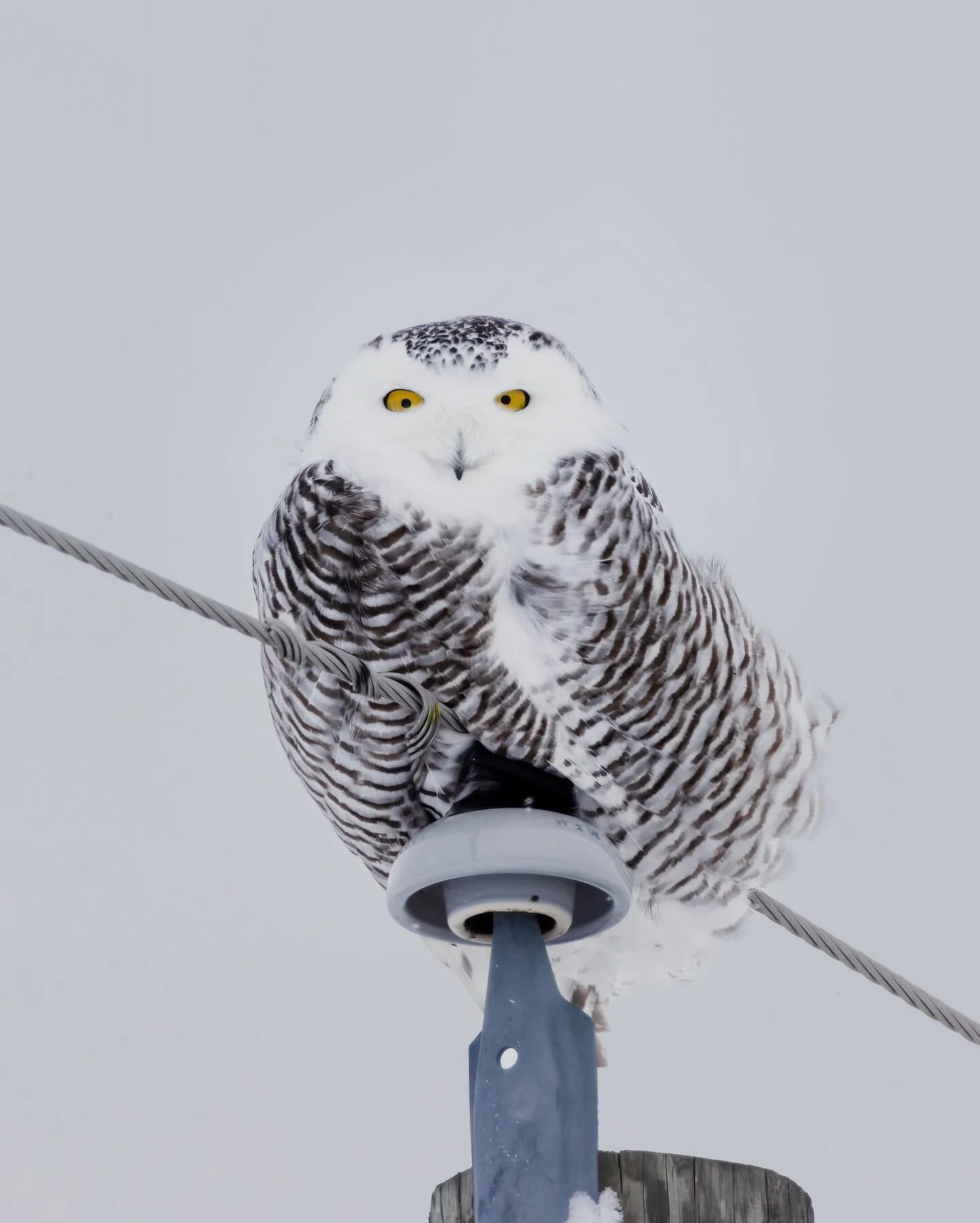 Cheesin&rsquo;

.
.
.
.
.
.
 #snowyowl #snowy #600mmf4 #puremichigan 
#birds #birdphotography #r5 #best_birds_of_world #your_best_birds #nuts_about_birds #your_best_birds #birdsonearth #featherperfection @puremichigan