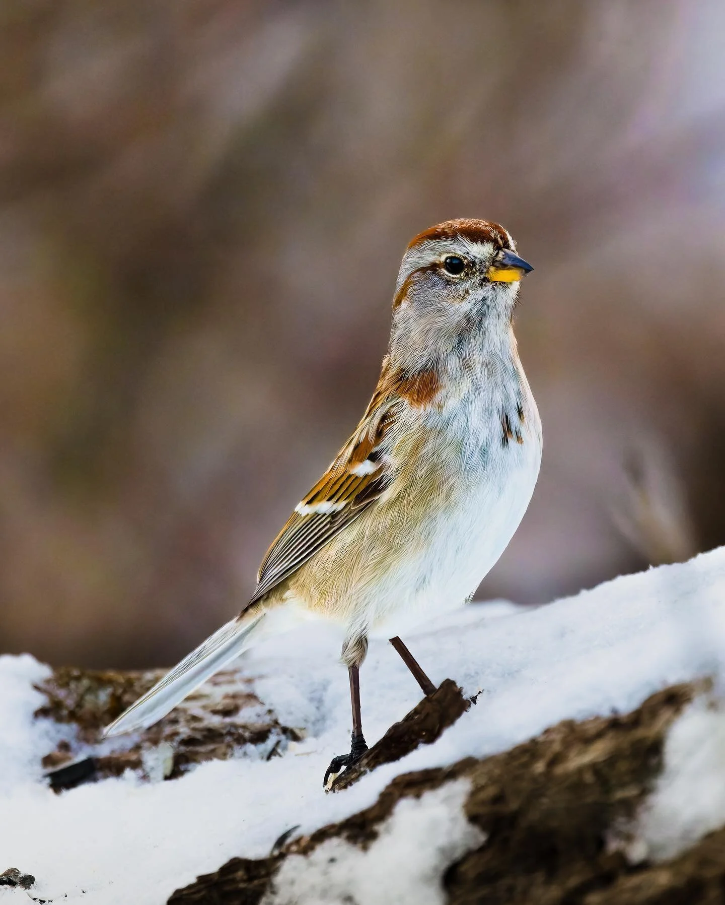 Whaddup #americantreesparrow
.
.
.
.
.
.
#600mmf4 #puremichigan 
#birds #birdphotography #r5 #best_birds_of_world #your_best_birds #nuts_about_birds #your_best_birds #birdsonearth #featherperfection