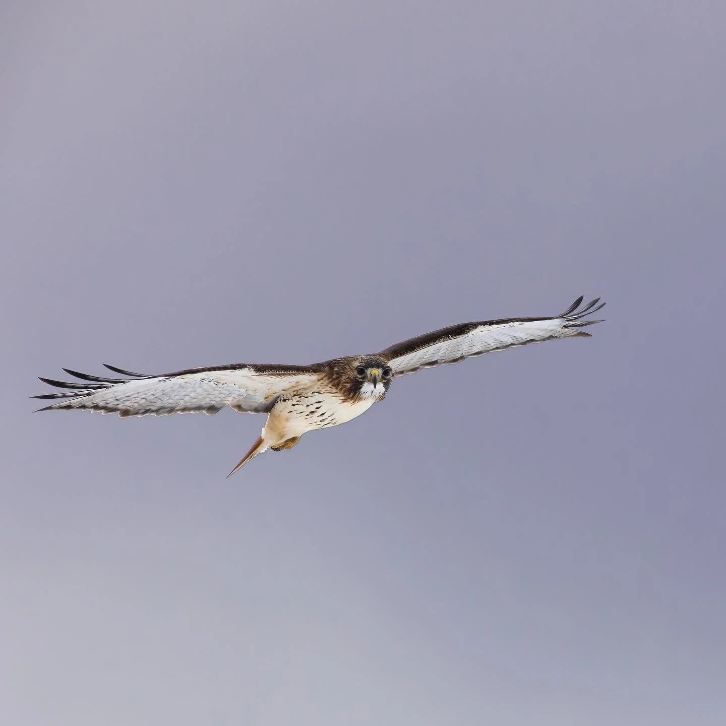 Red-tailed circling around as they do
.
.
.
.
.
.
#600mmf4 #puremichigan 
#birds #birdphotography #r5 #best_birds_of_world #your_best_birds #nuts_about_birds #your_best_birds #birdsonearth #featherperfection