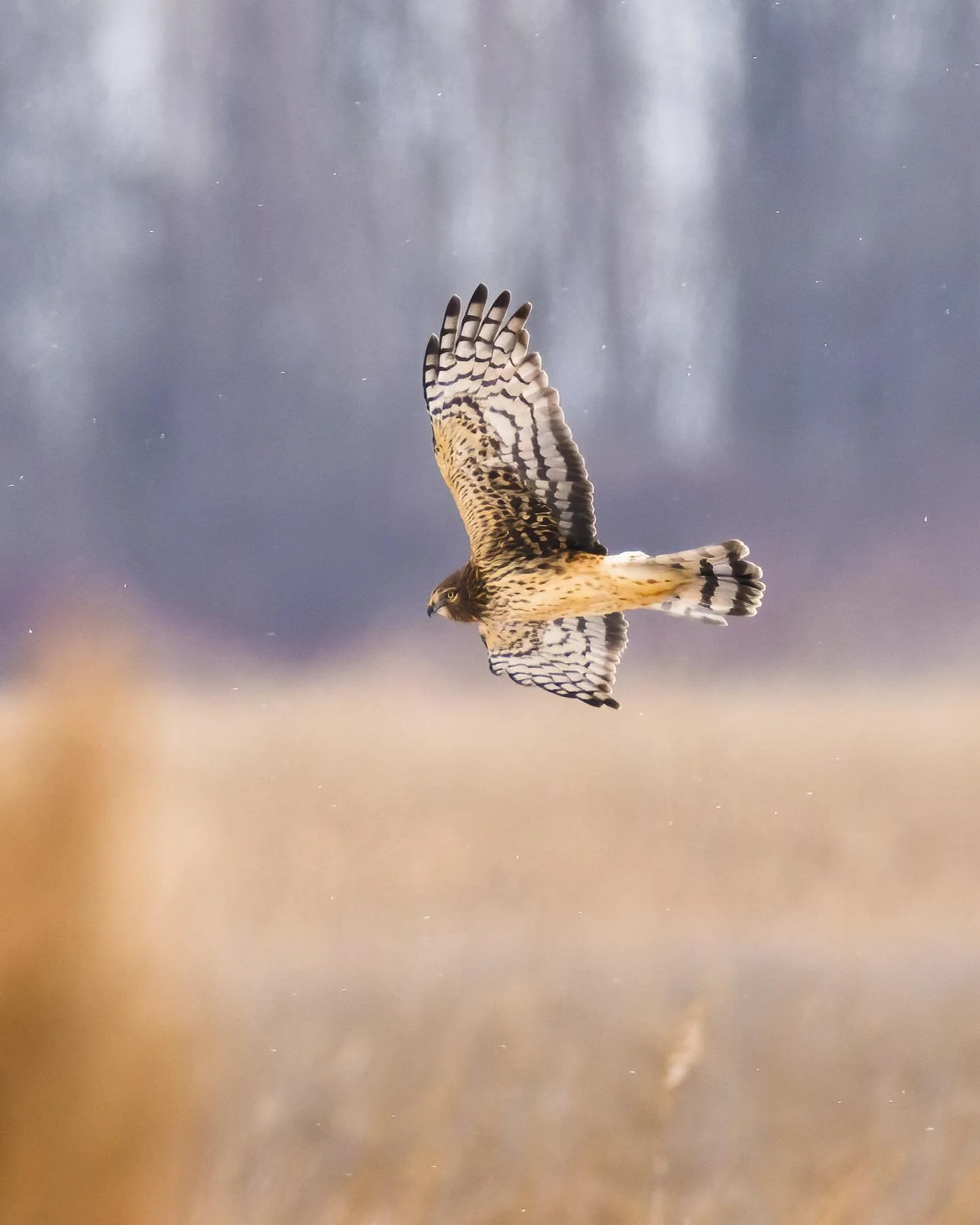 A &ldquo;jump jet&rdquo; #harrier
.
.
.
.
.
.
#600f4iii #puremichigan 
#birds #birdphotography #r5 #best_birds_of_world #your_best_birds #nuts_about_birds #your_best_birds #birdsonearth #featherperfection @puremichigan