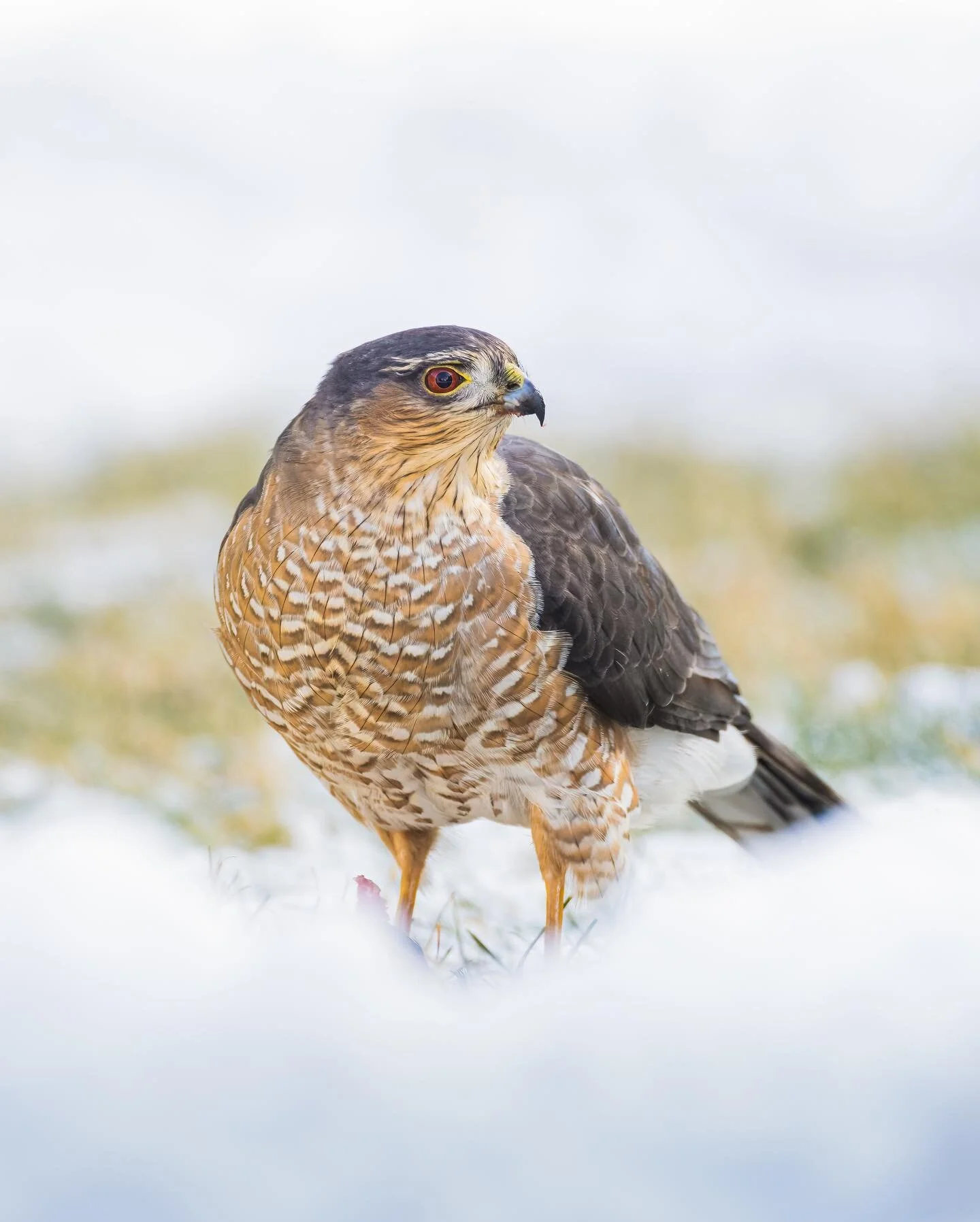 Lunch in the &lsquo;burbs for this Cooper&rsquo;s
.
.
.
.
.
.
#coopershawk #600f4iii
#birds #birdphotography #r5 #best_birds_of_world #your_best_birds #nuts_about_birds #your_best_birds #birdsonearth #featherperfection