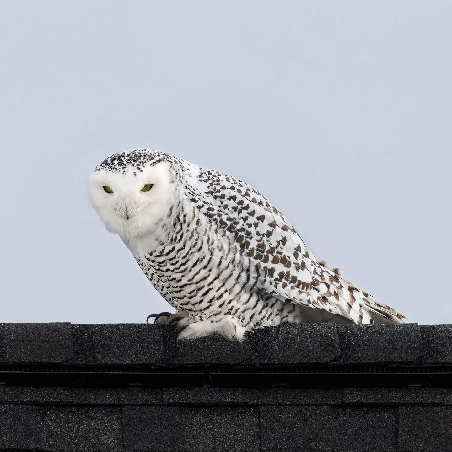 Snowies always remind me of the &ldquo;ghost cat&rdquo; in Walter Mitty.