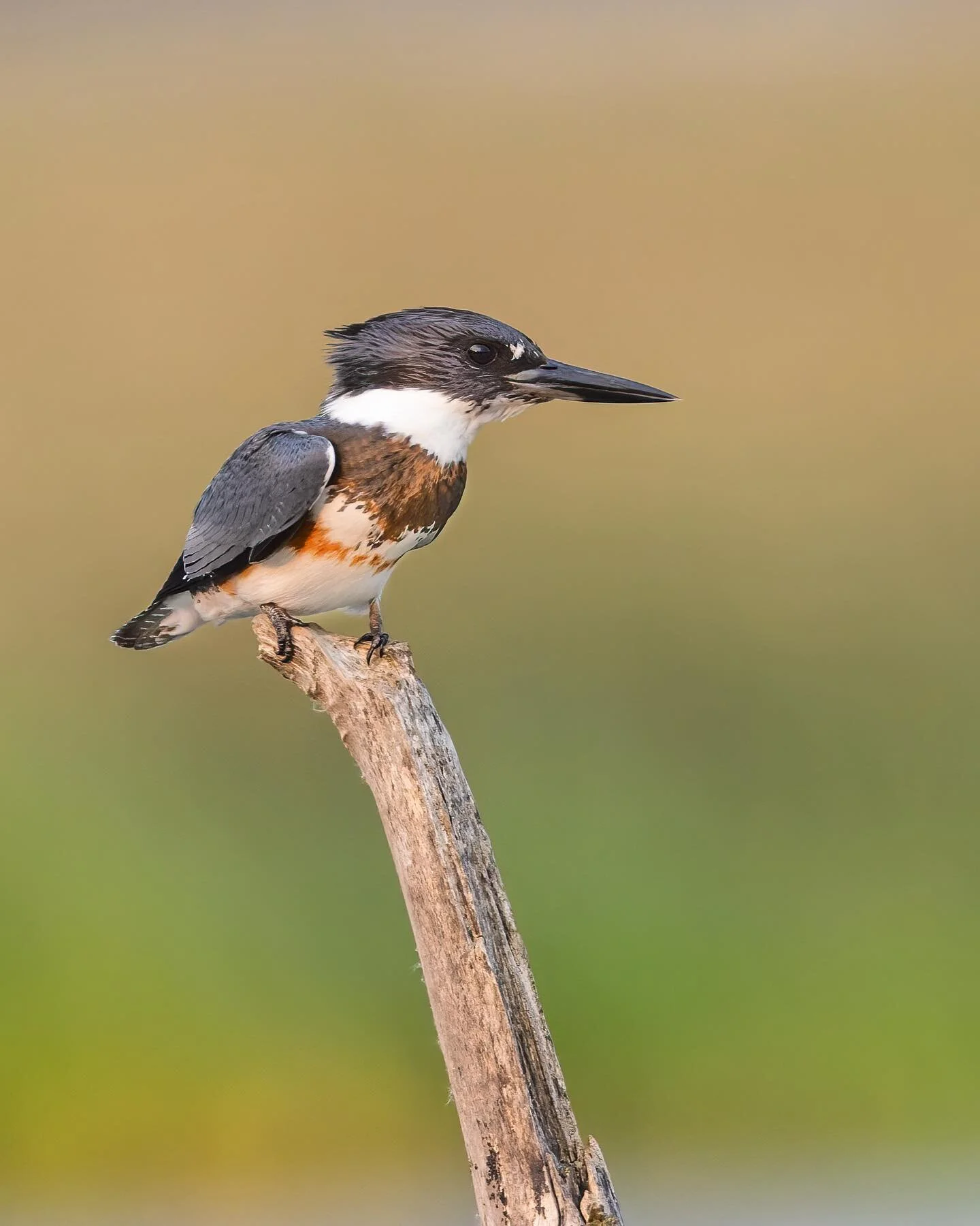 It&rsquo;s good to be [a kingfisher]

-Tom Petty
.
.
.
.
.
.
#kingfisher #beltedkingfisher #600f4iii
#birds #birdphotography #r5 #best_birds_of_world #your_best_birds #nuts_about_birds #your_best_birds #birdsonearth #featherperfection
