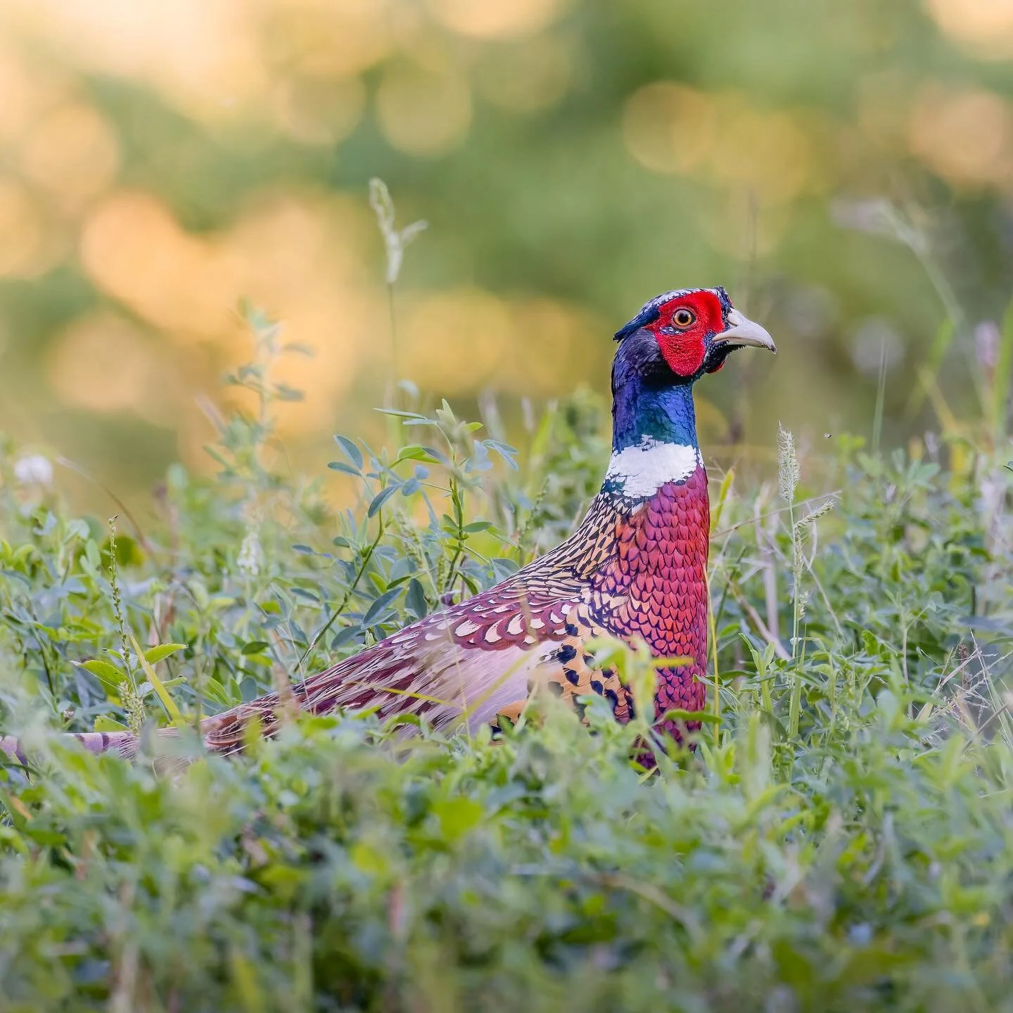 Pleasant Pheasant
.
.
.
.
.
.
#birds #birdphotography #r5 #best_birds_of_world #your_best_birds #nuts_about_birds #your_best_birds #birdsonearth #featherperfection
