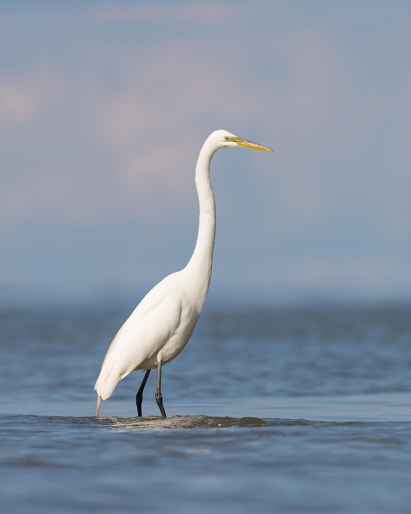 Egret aka &ldquo;the silver heron&rdquo;
.
.
.
.
.
.
#birds #birdphotography #r5 #600f4 #best_birds_of_world #your_best_birds #nuts_about_birds #your_best_birds #birdsonearth #featherperfection