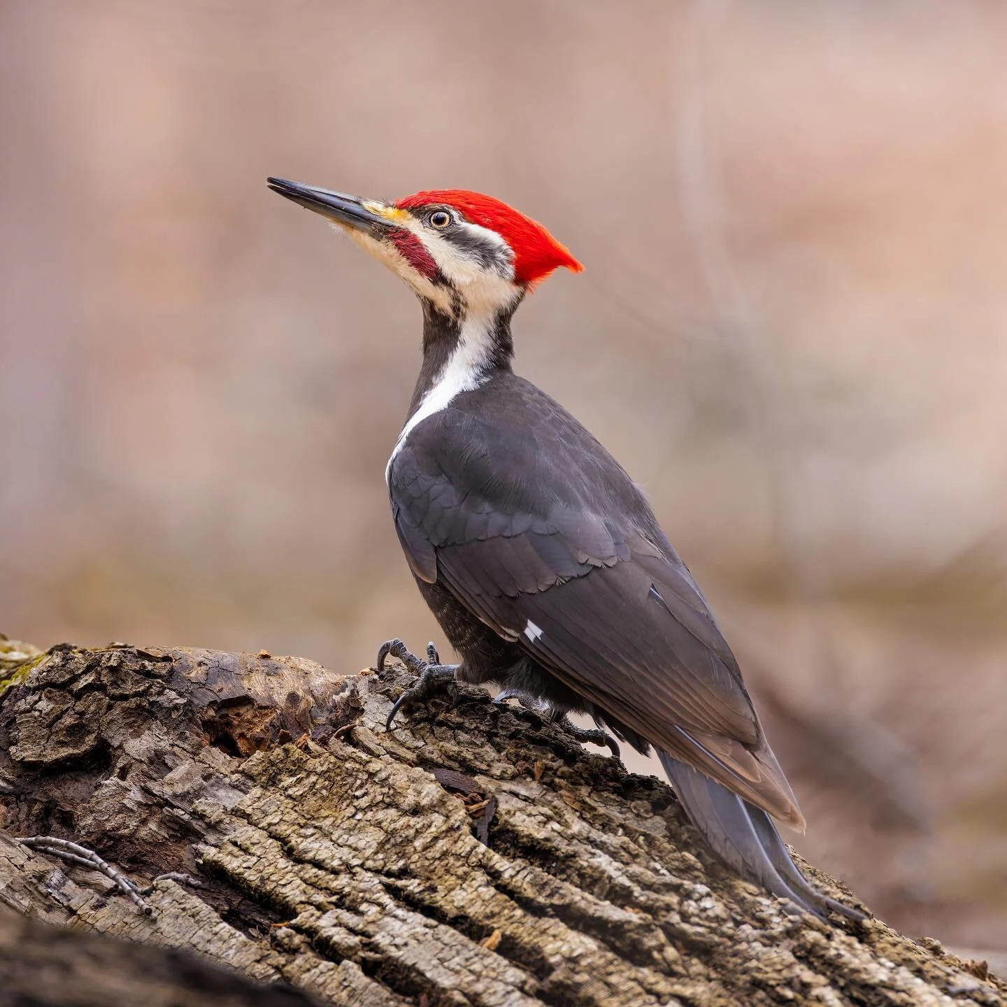 Characters #pileatedwoodpecker
.
.
.
.
.
#wildbirdsofinstagram #birdeye #bestbirdphotos #ig_discover_birdlife #natureoninstagram #birdphotographers #wildlife_conservation_official #birdwatching_wildlife #birdwatchingdaily #birdshot #thewild #thewildu