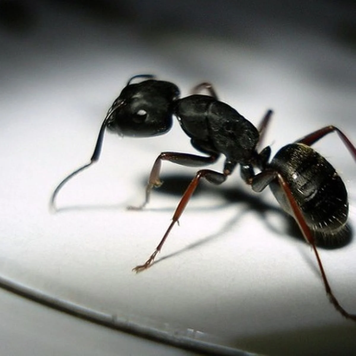 BUG OUT PEST CONTROL 01842 662881