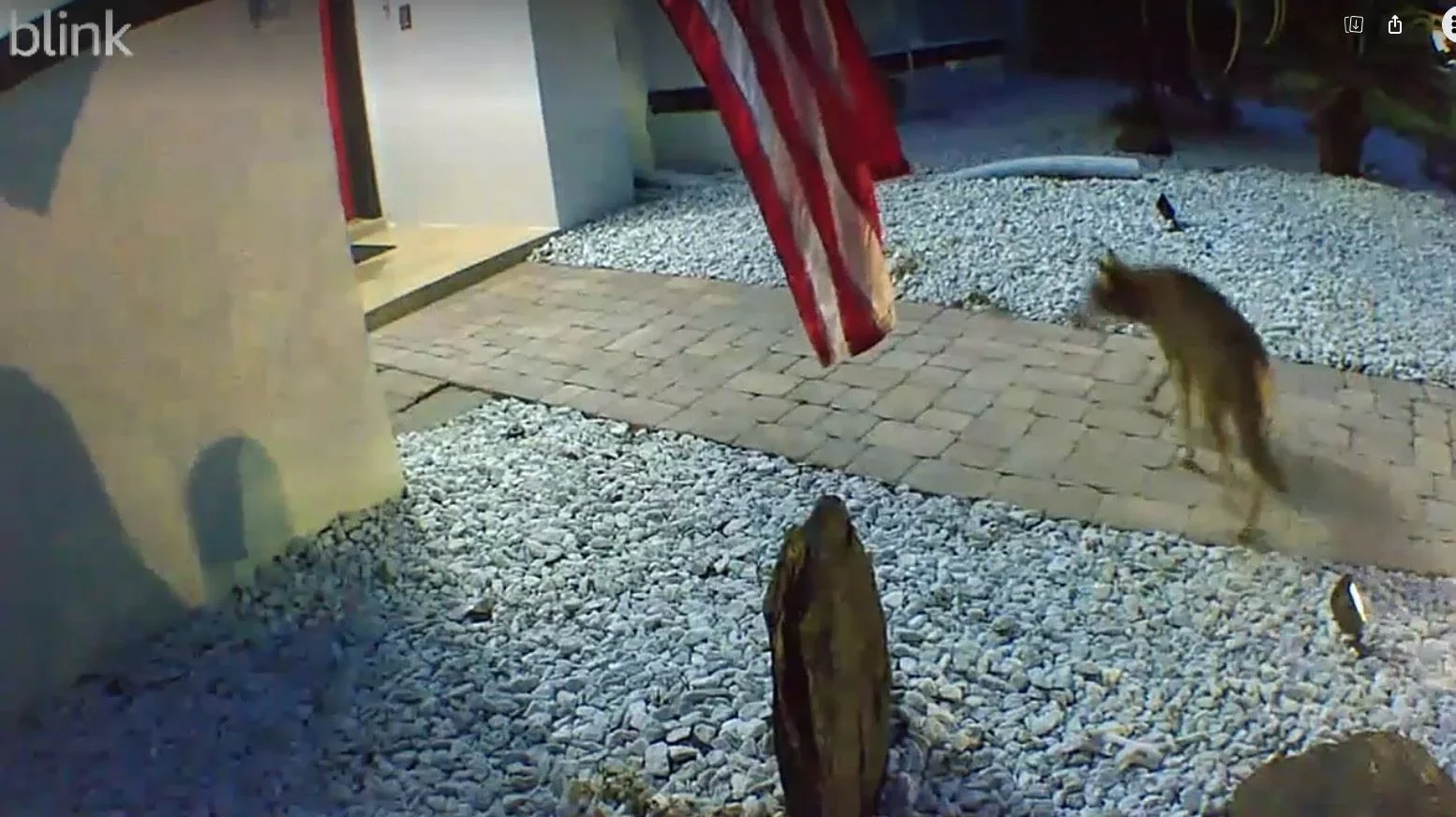 Caution: Coyote Sightings Increasing in Fairway Cove