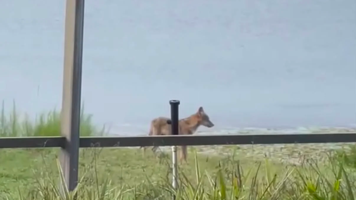 Caution: Coyote Sightings Increasing in Fairway Cove