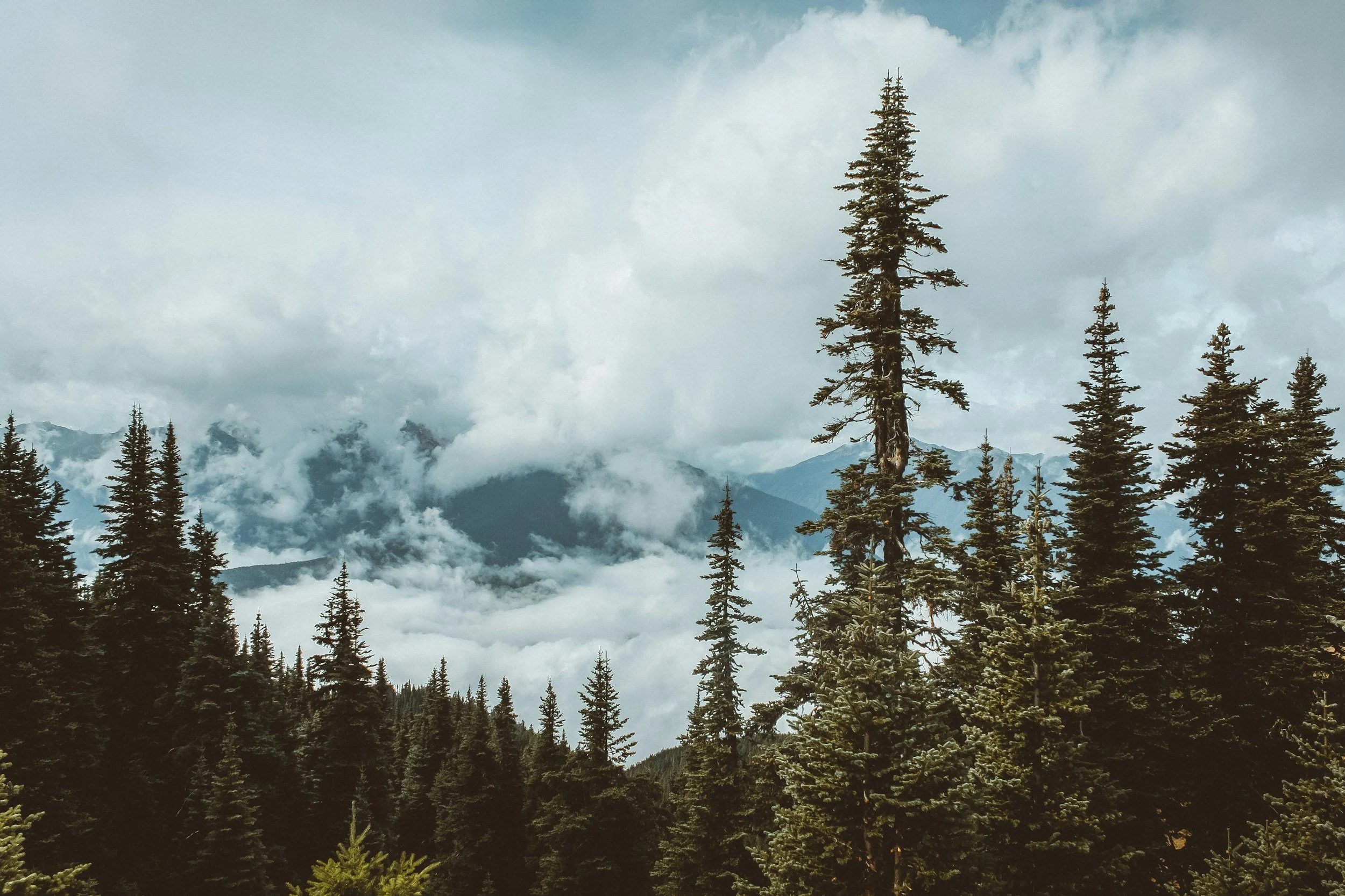 A forest of tall evergreen trees with a backdrop of mountains partially covered by clouds and mist on a cloudy day.