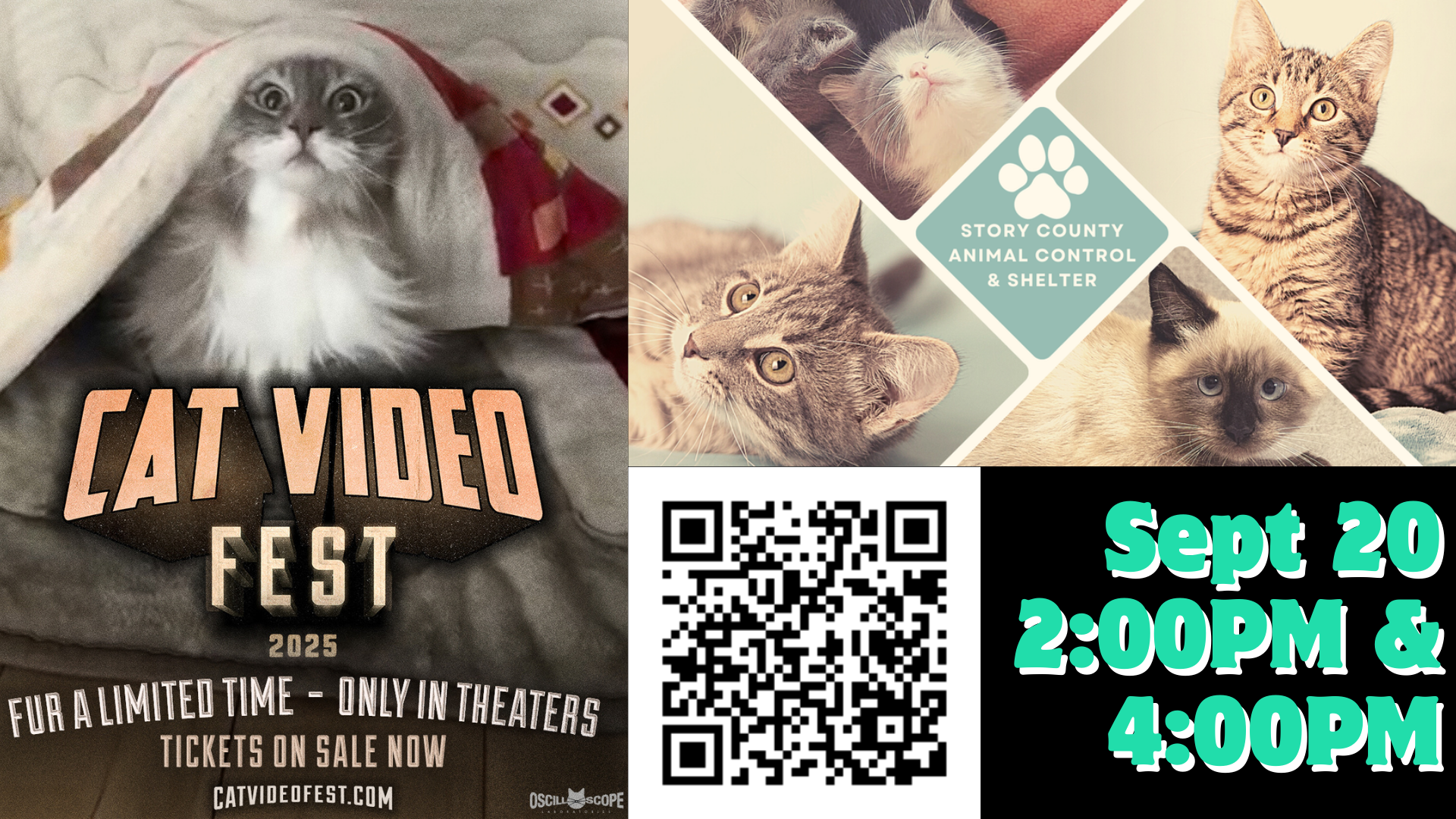 CatVideoFest 2025
