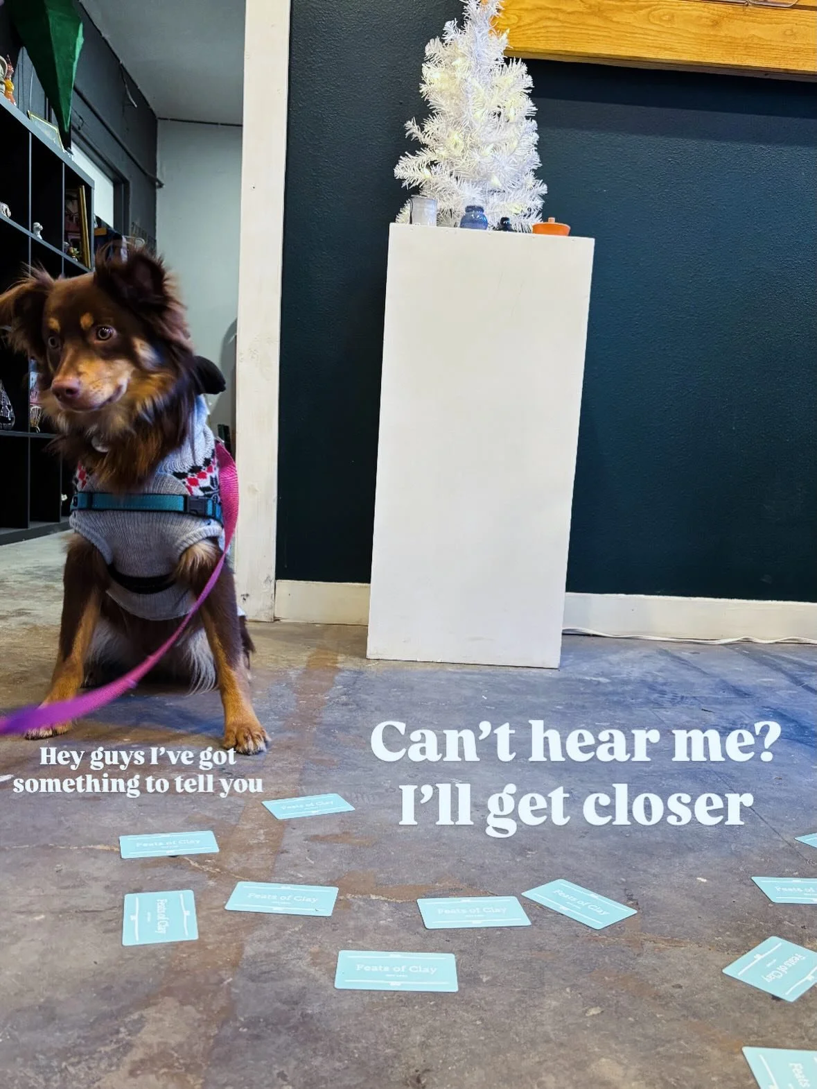 PAY ATTENTION: Bruce has something to tell you✌🏼 ❤️ 🏺 ❄️ 🐾