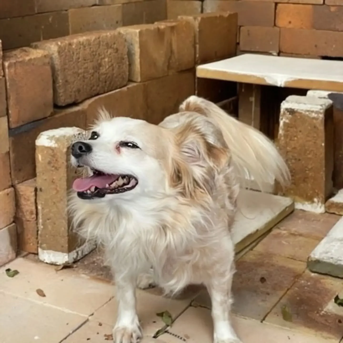 Kiln dog or kiln god? 🐾 It's Tycho's birthday and he'll do howlies if he gets enough good boys :)