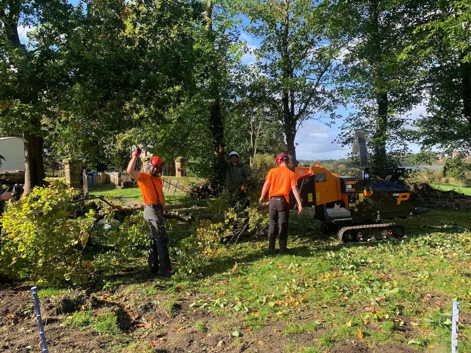 Professional Tree Services  - Glasgow Tree Surgeons