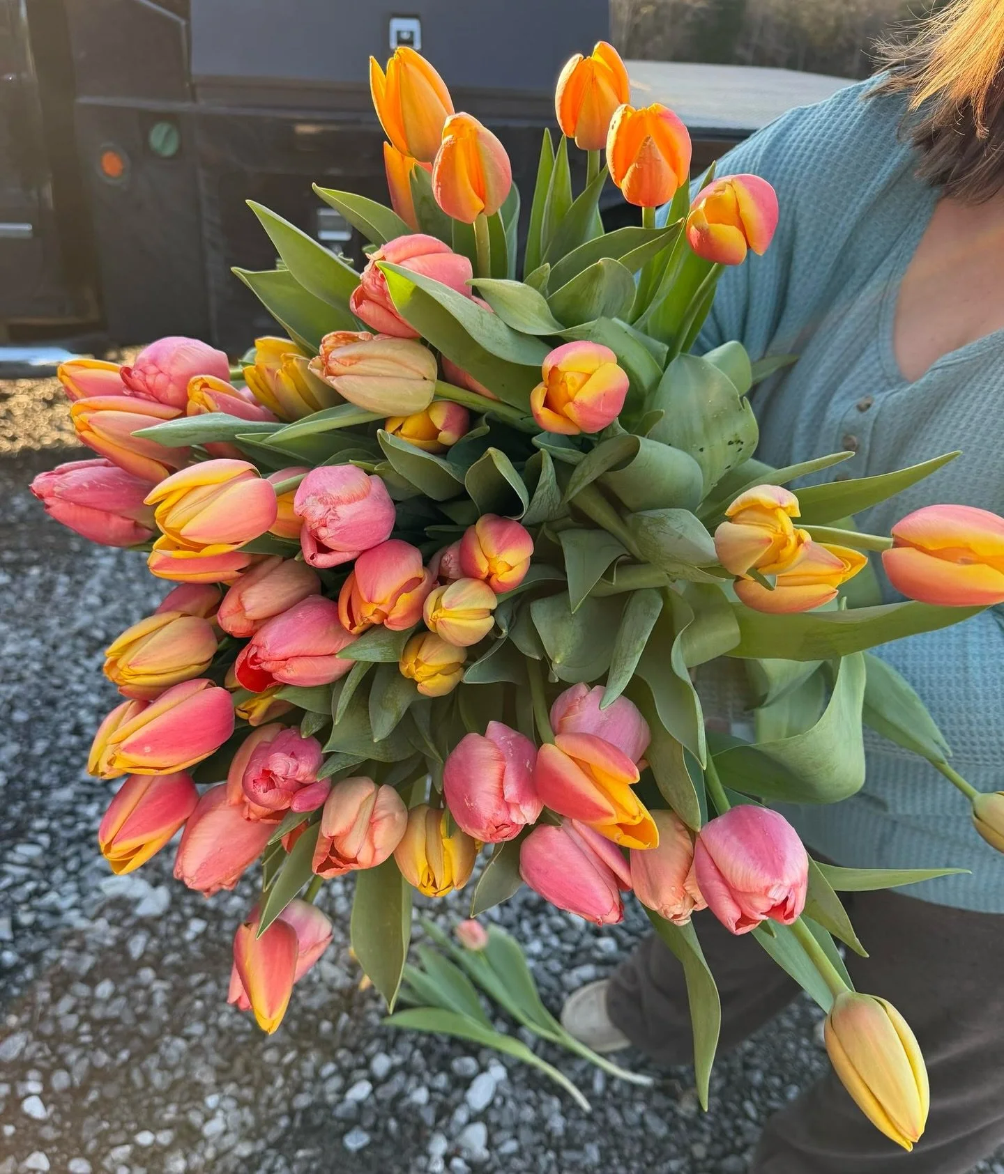 ✨SURPRISE✨

We have a special, last minute pop-up guest coming TOMORROW!

Our friend Holly with Harper Land &amp; Fence Co. will be here Saturday 3/21 from 10am-2pm (while supplies last) with OVER 100 of her gorgeous, locally grown tulips 🤍

Come sp