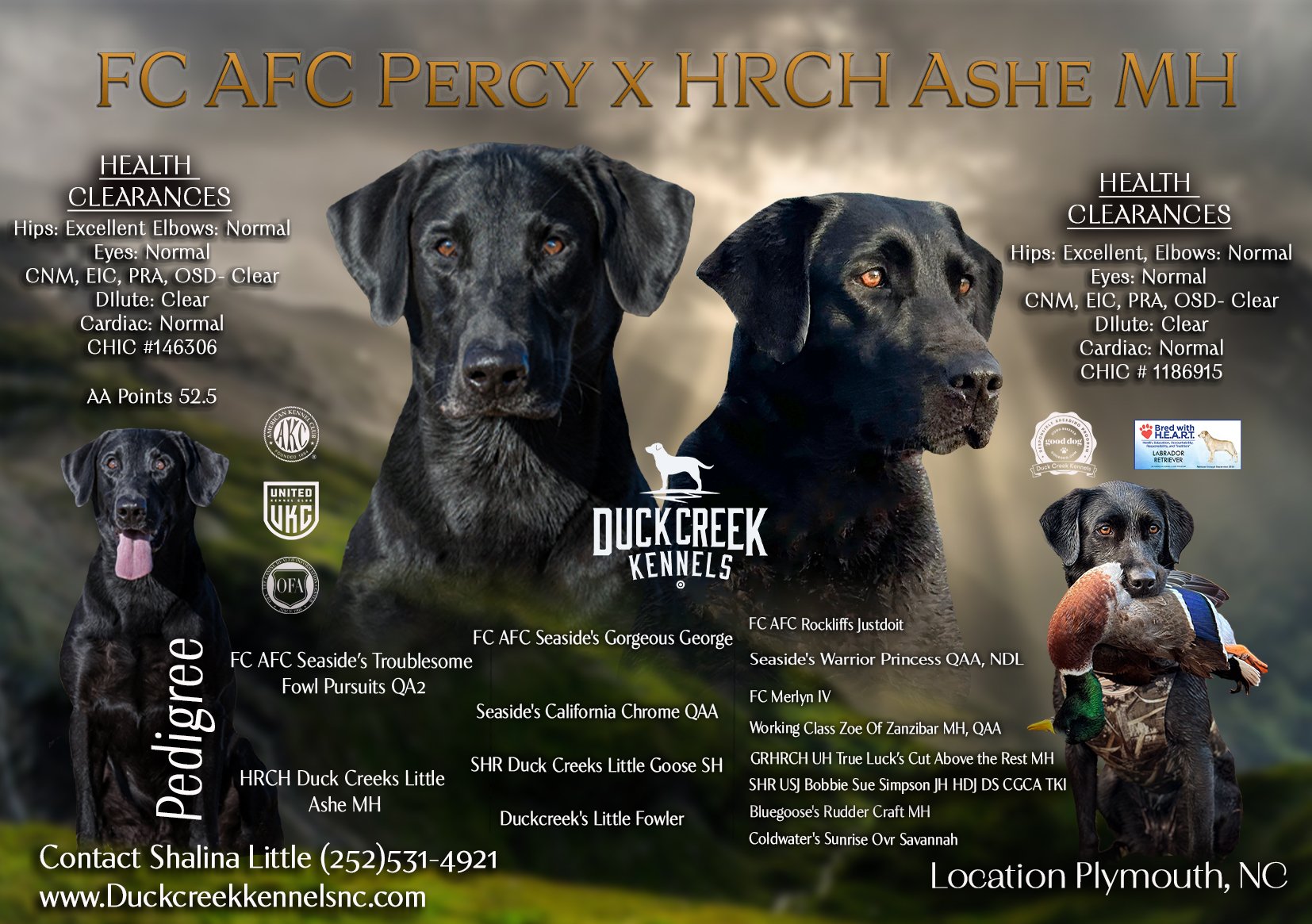FC AFC Percy x HRCH Ashe MH Litter