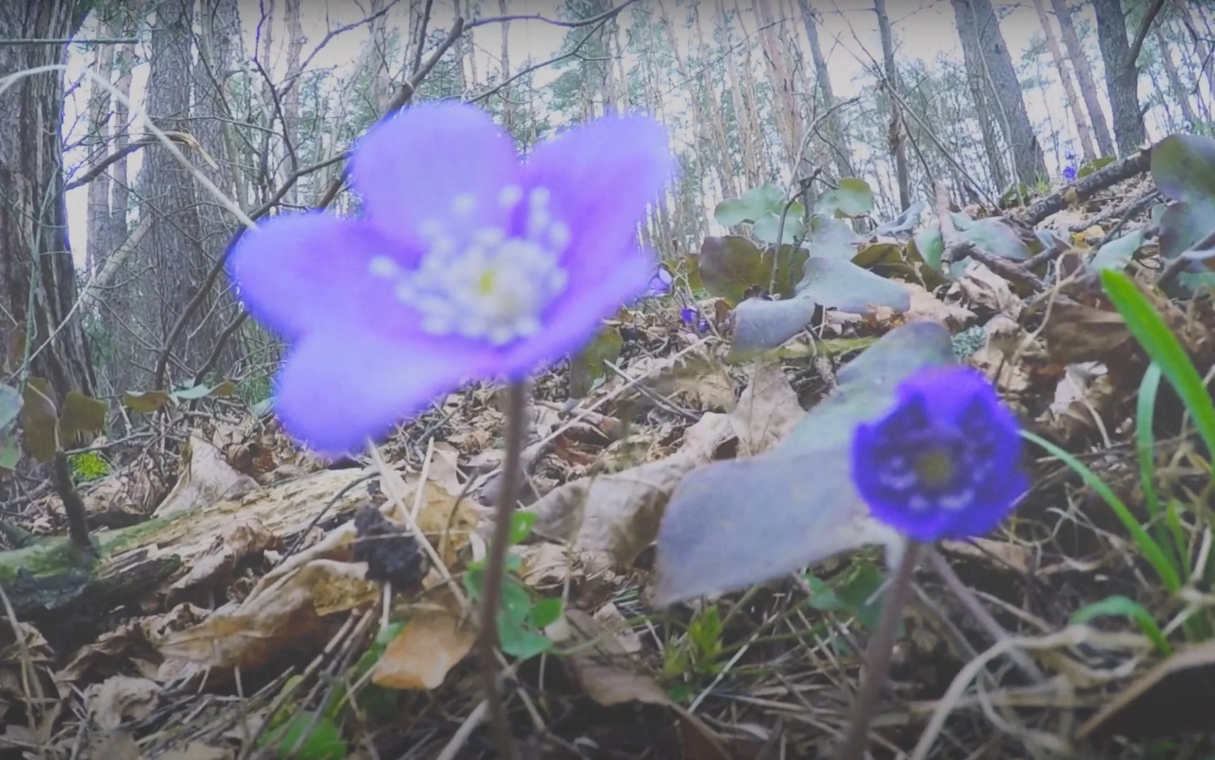 alien amongst my own