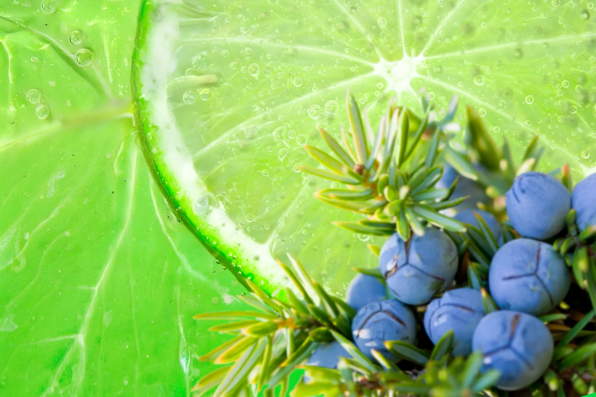 Close up of a Lime Slice with Bubbles and Juniper Berries