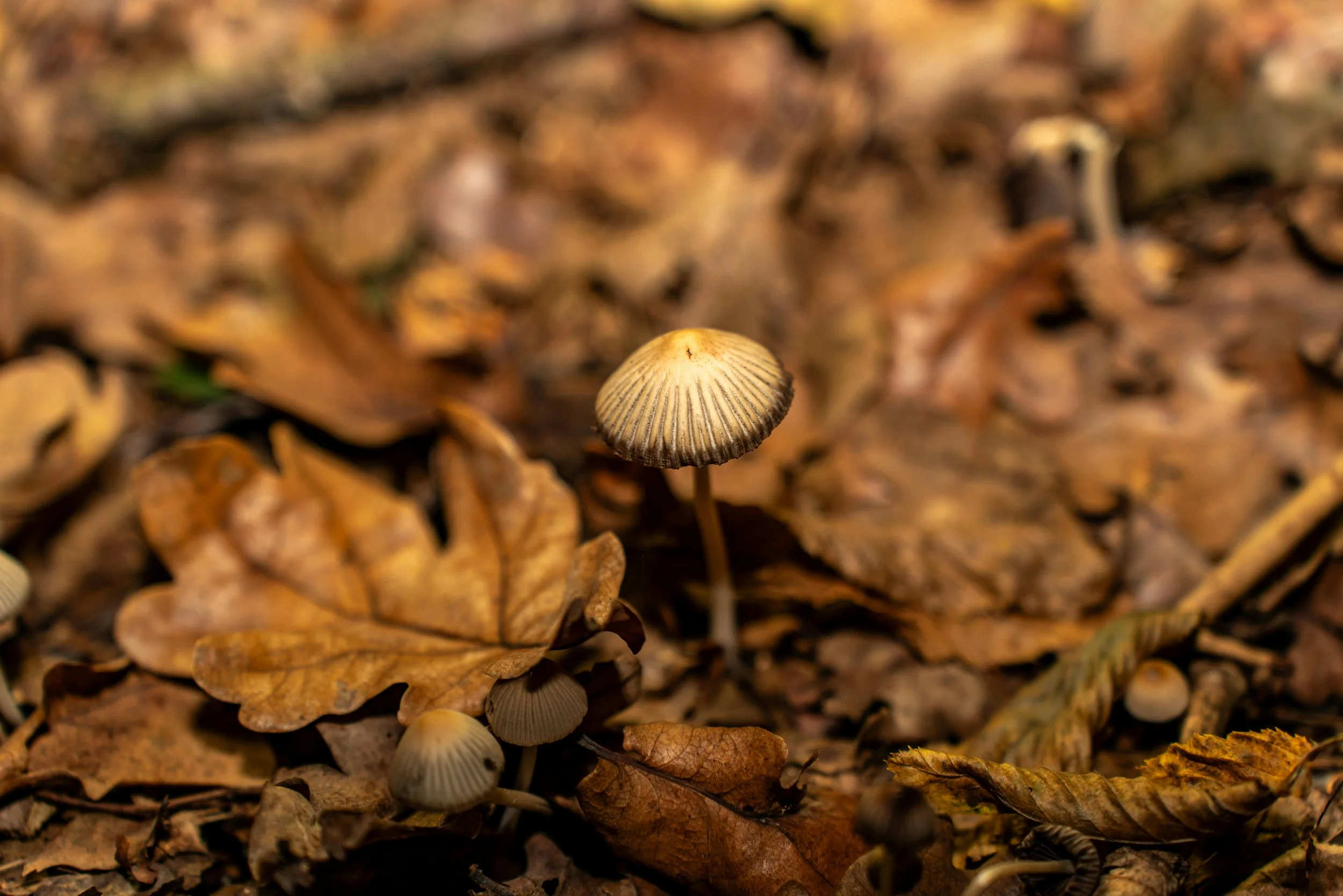 Leave Your Poor Leaves Alone!