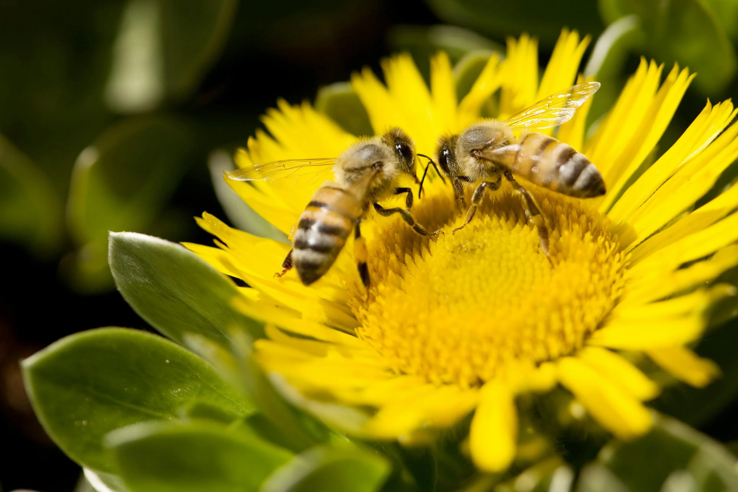 Water Filtering and Pollination: Bees, Mussels Play Big Role