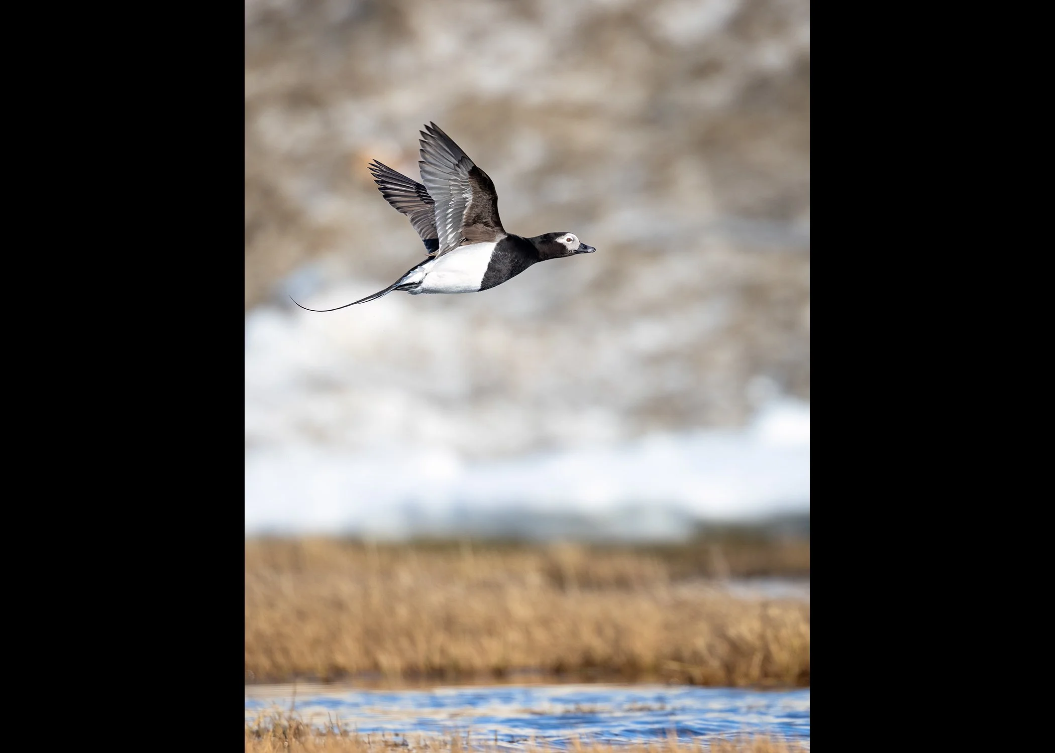 231A5091.CR3 - 6/10/24 - A long-tailed drake flies over a tundra pond outside of Utqiagvik, Alaska.