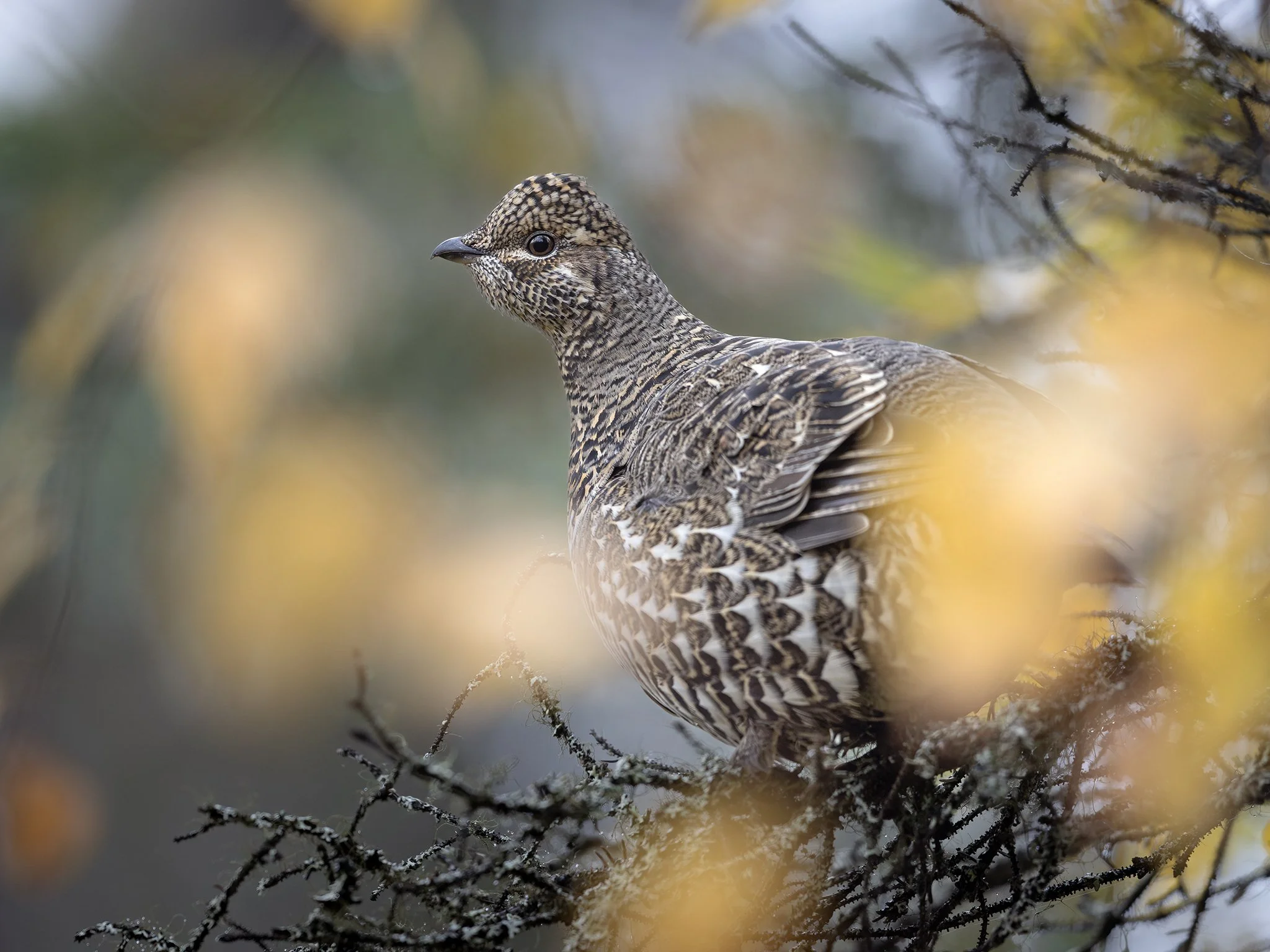 231A8275.CR3 - 9/25/24 - A spruce grouse hen watches for danger from the safety of a black spruce tree in Southcentral Alaska's Kenai National Wildlife Refuge.