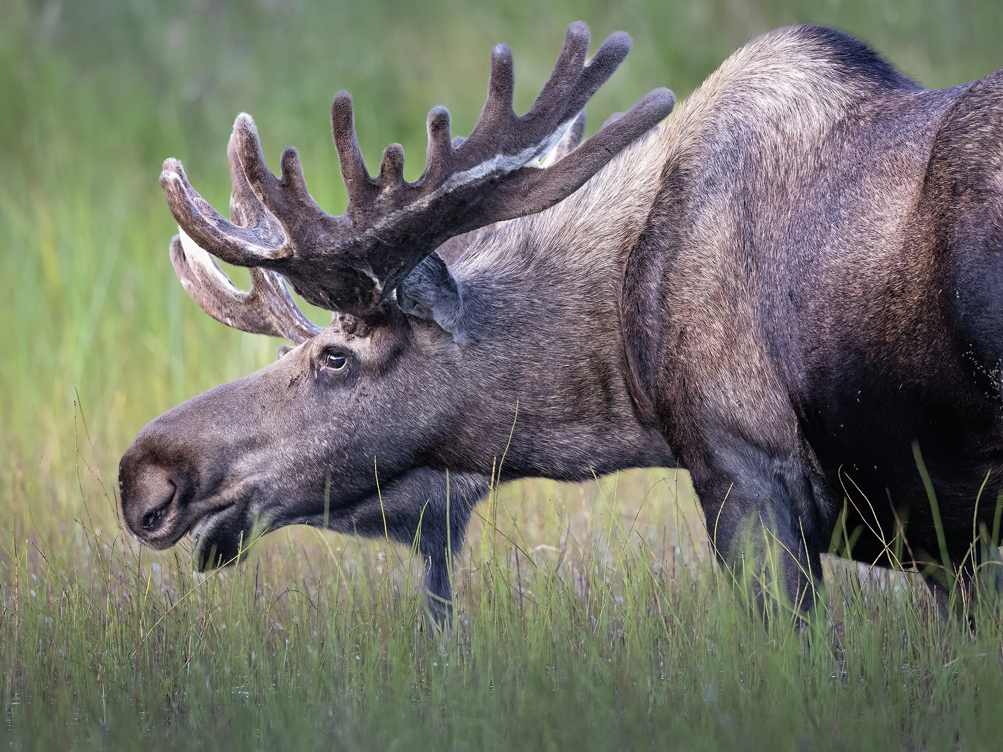 3U7A3615.CR3 - 8/18/23 - A mature bull moose, rack covered in summer velvet, feeds in a Southcentral Alaska marsh.