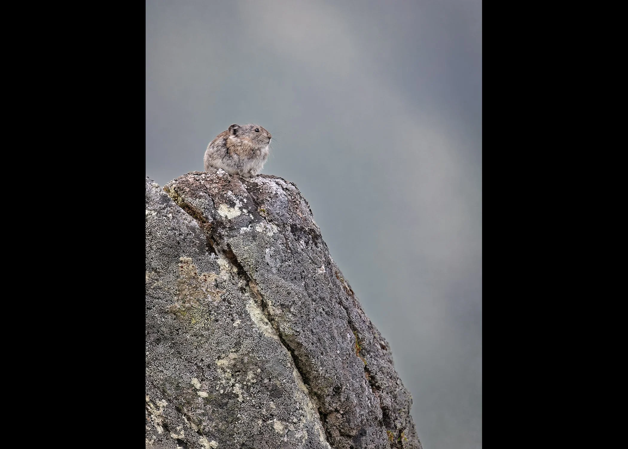 3U7A6752.CR3 - 8/21/23 - A collared pika surveys its territory from atop a boulder in Alaska's Talkeetna Mountains.