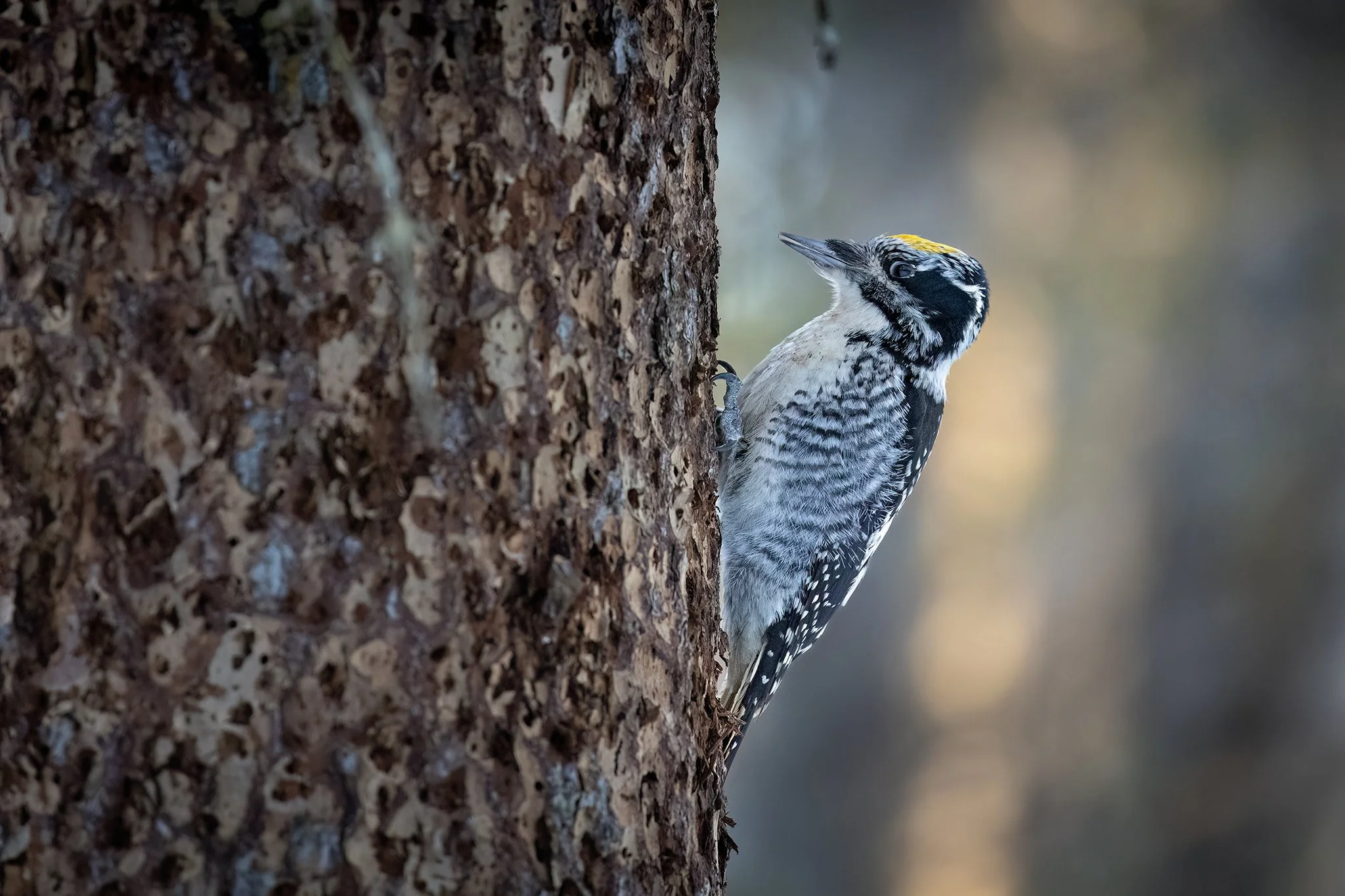 3U7A8793 copy_fb.jpg