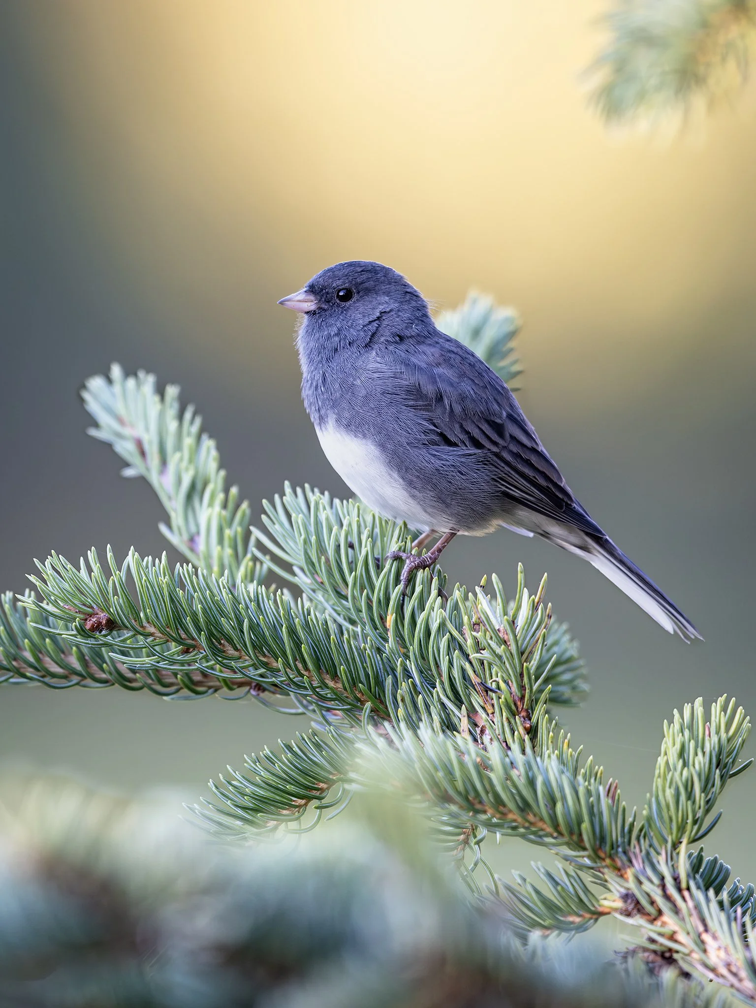 231A8169.CR3 - 8/26/25 - A dark-eyed junco greets an early fall morning in Southcentral Alaska.